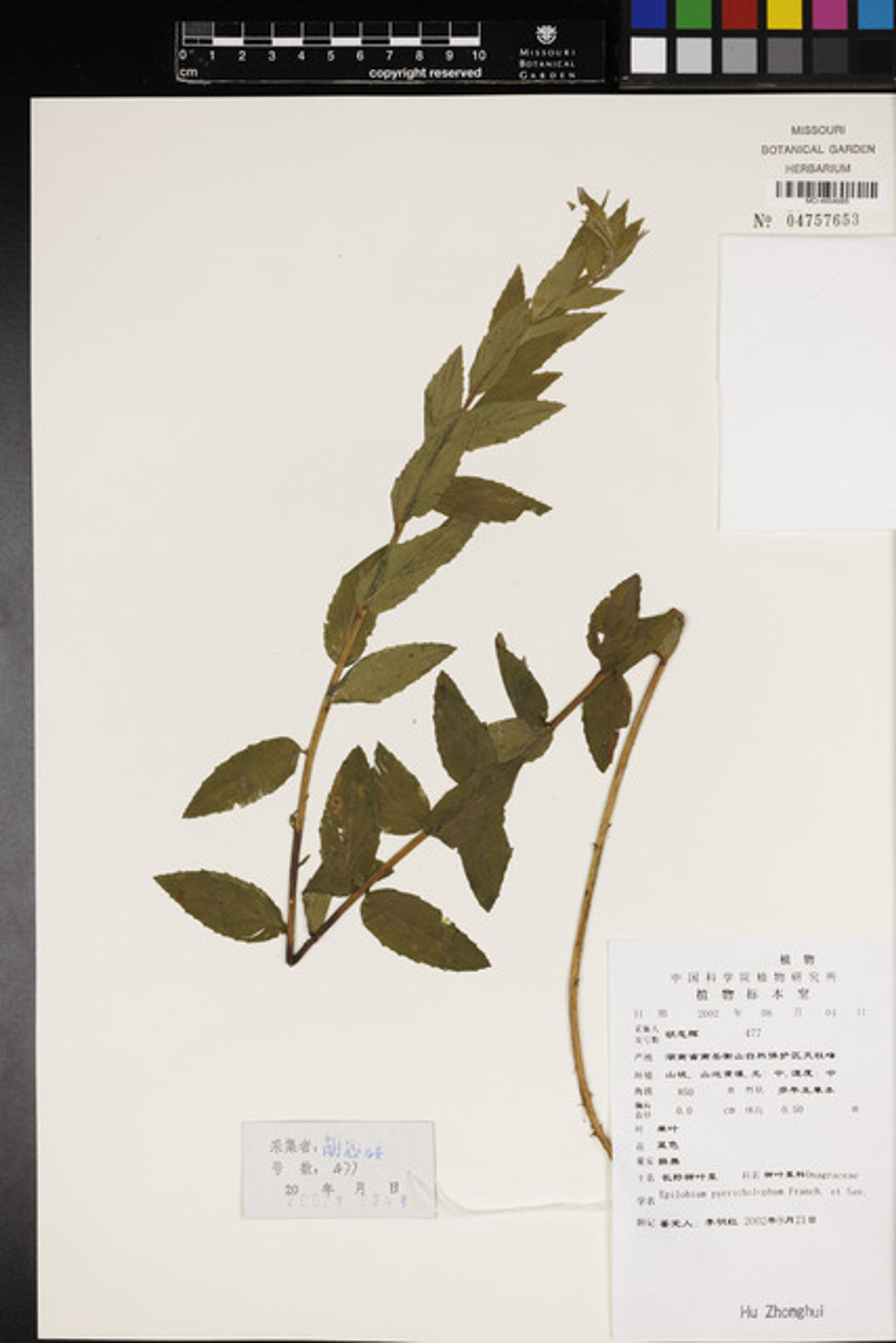 Epilobium pyrricholophum - 26