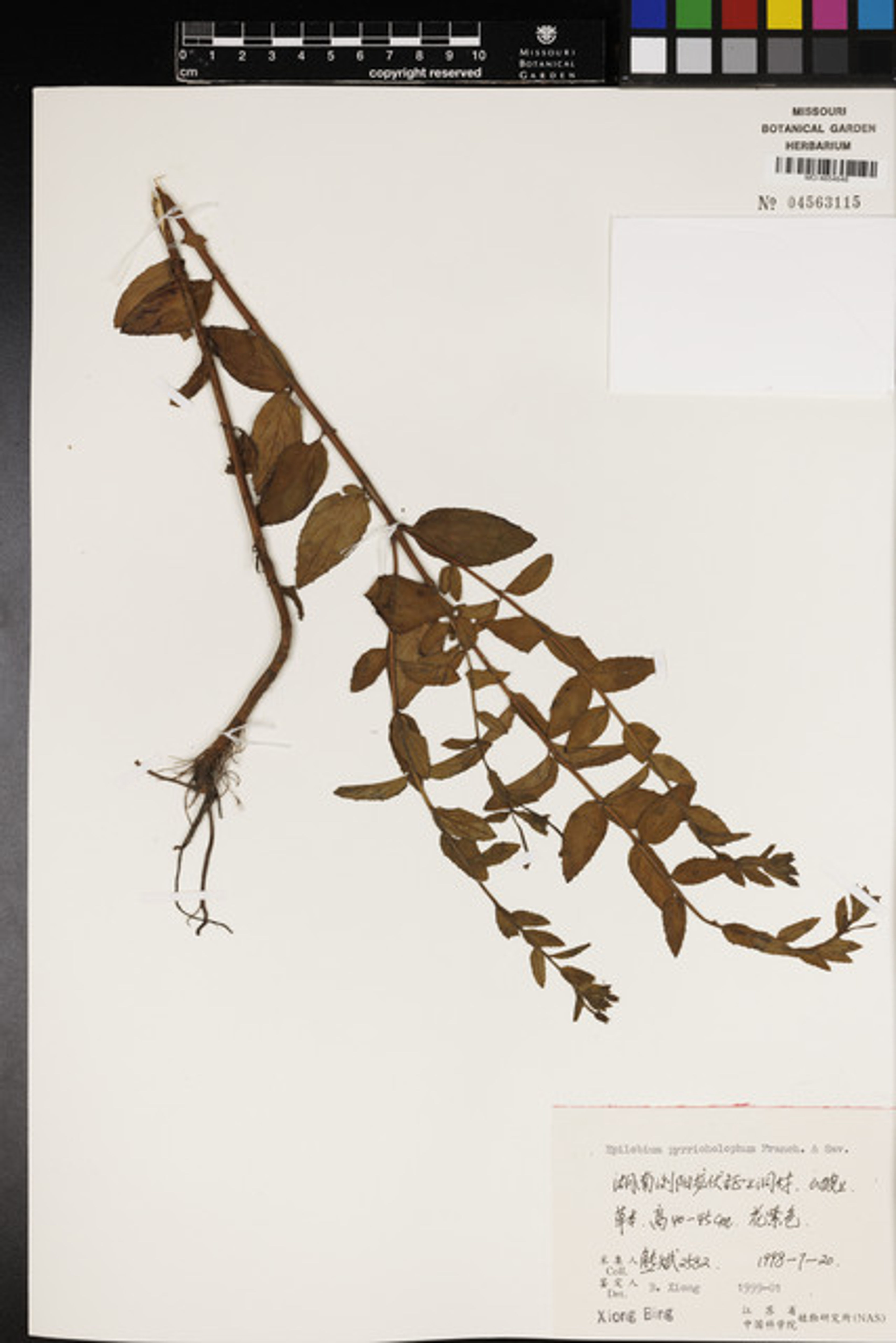 Epilobium pyrricholophum - 50