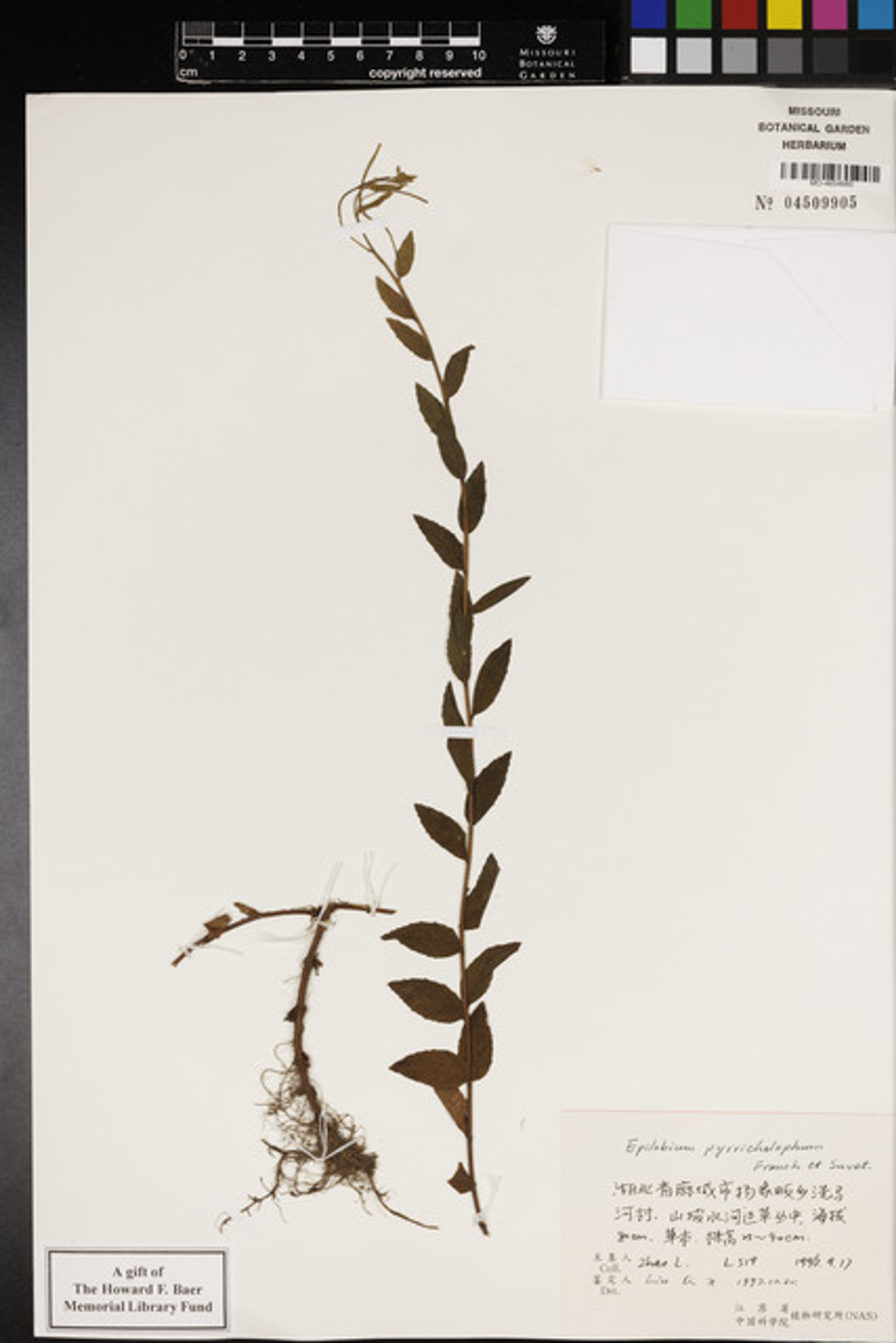 Epilobium pyrricholophum - 97