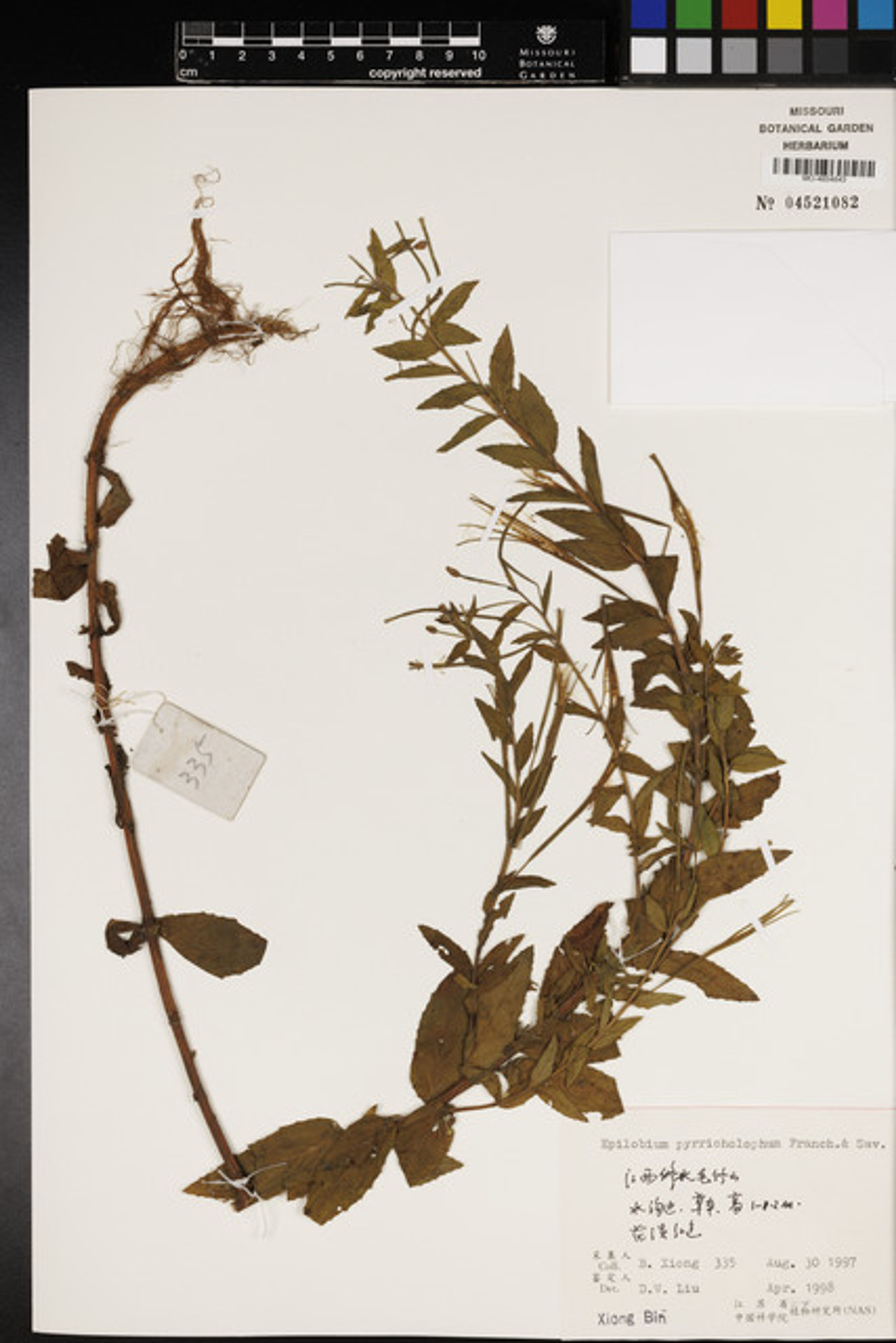 Epilobium pyrricholophum - 41