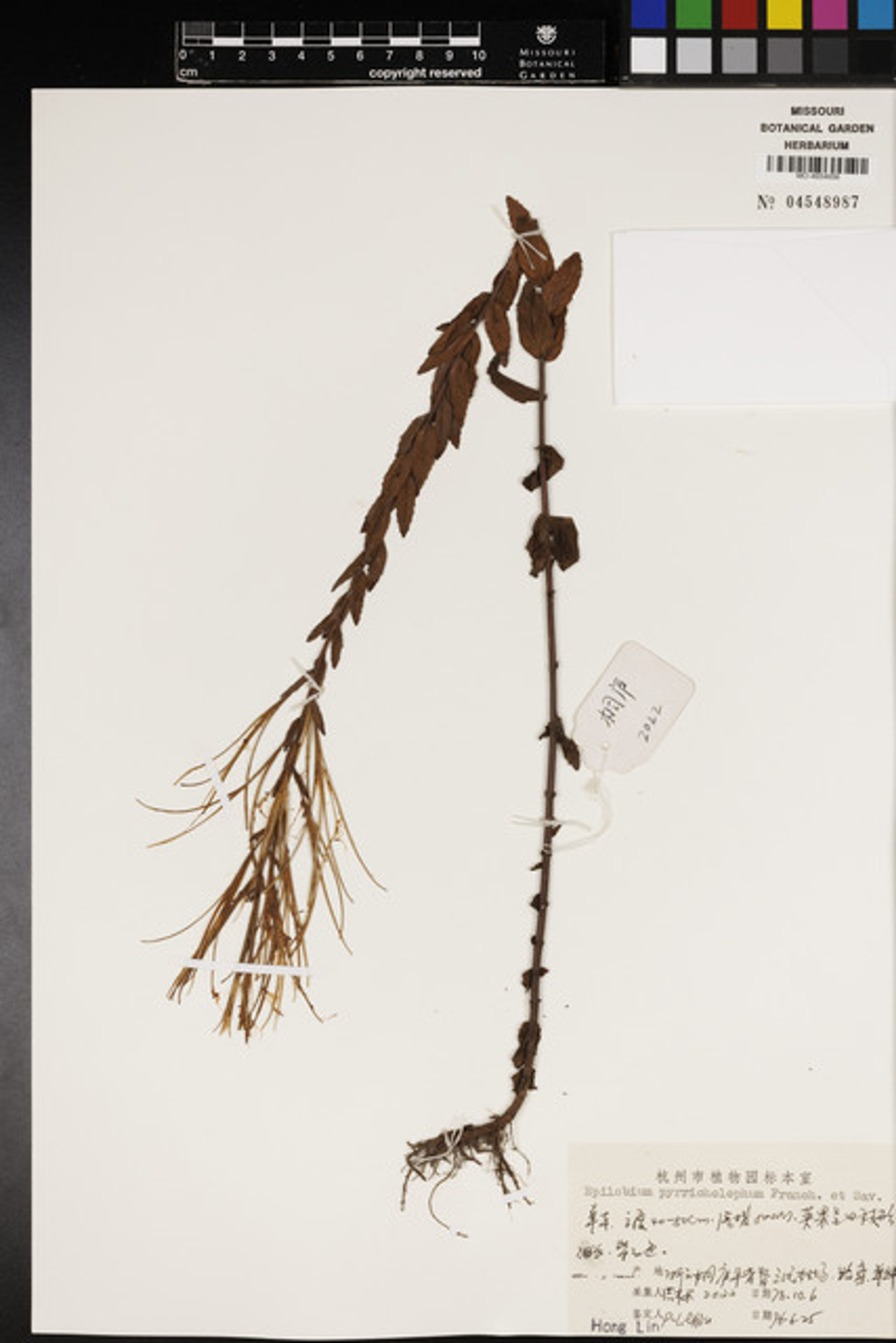 Epilobium pyrricholophum - 31