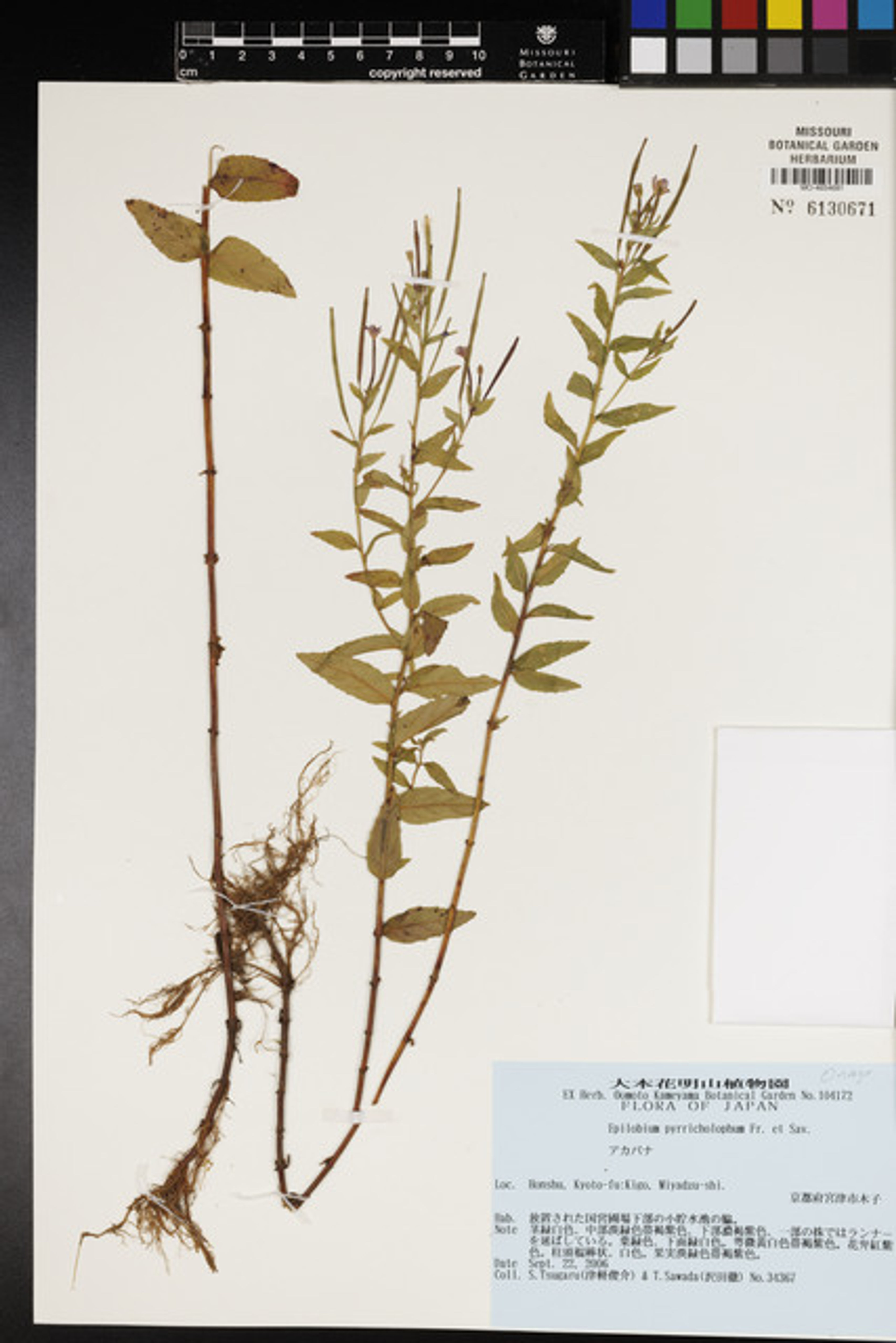 Epilobium pyrricholophum - 35