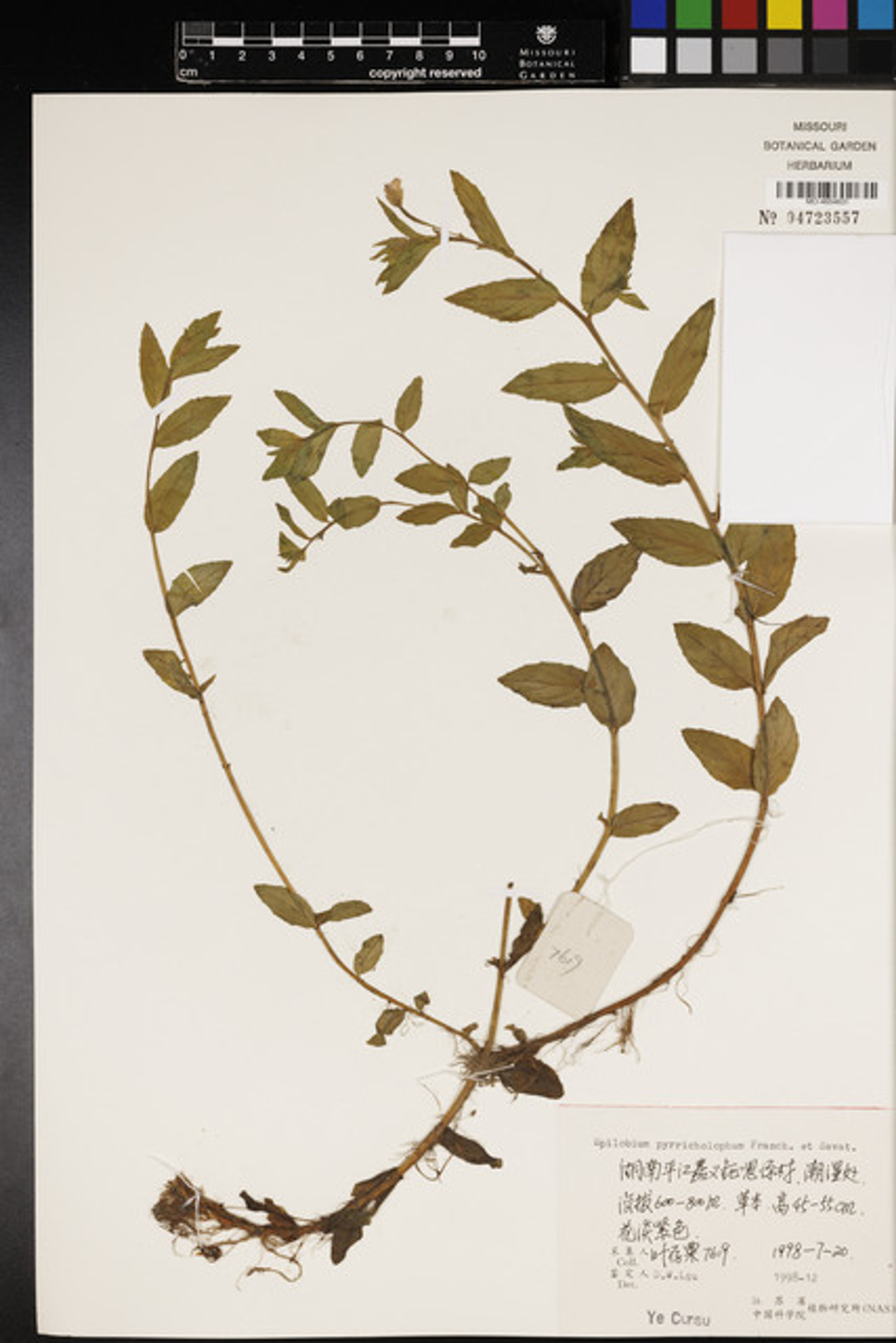 Epilobium pyrricholophum - 72