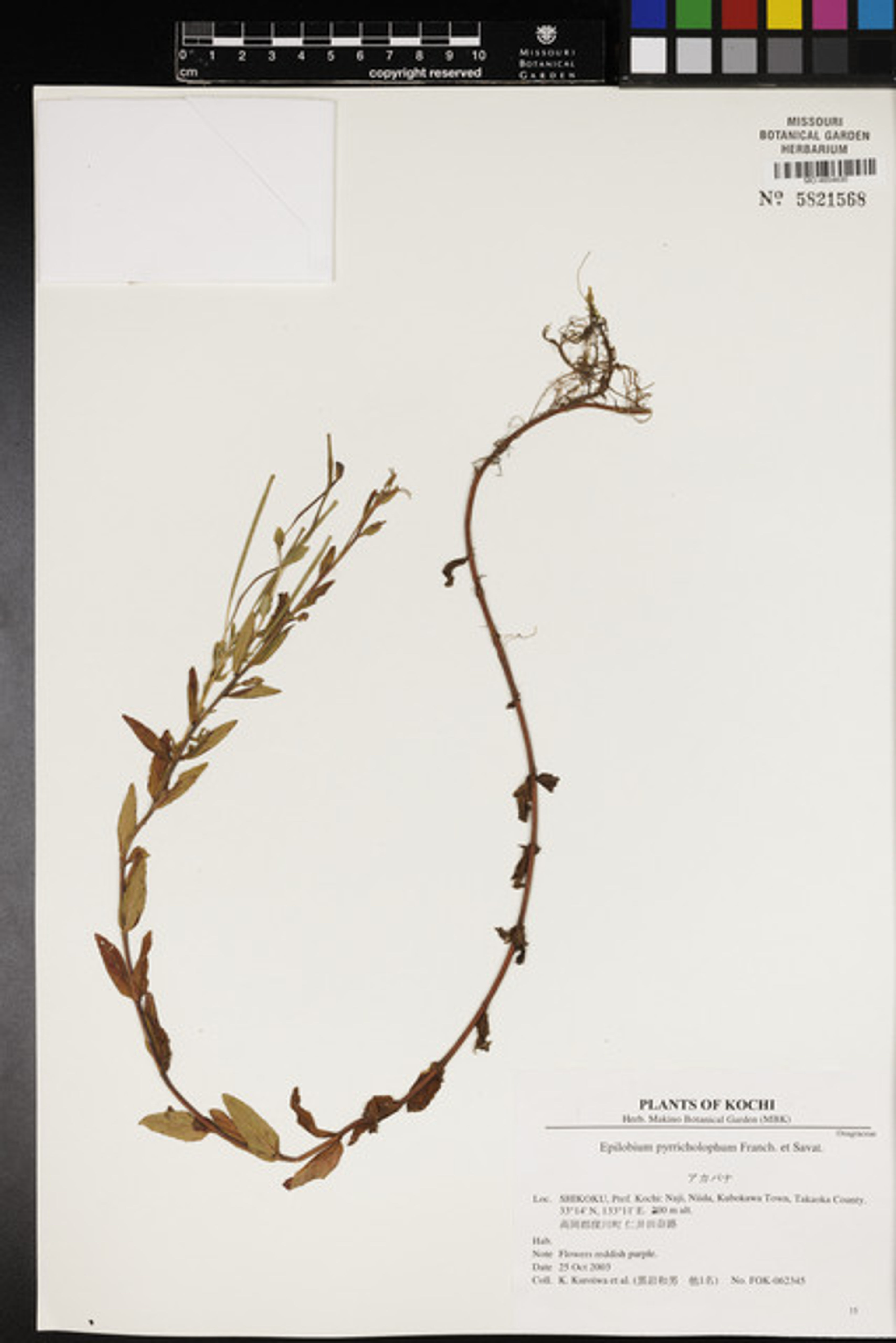 Epilobium pyrricholophum - 12