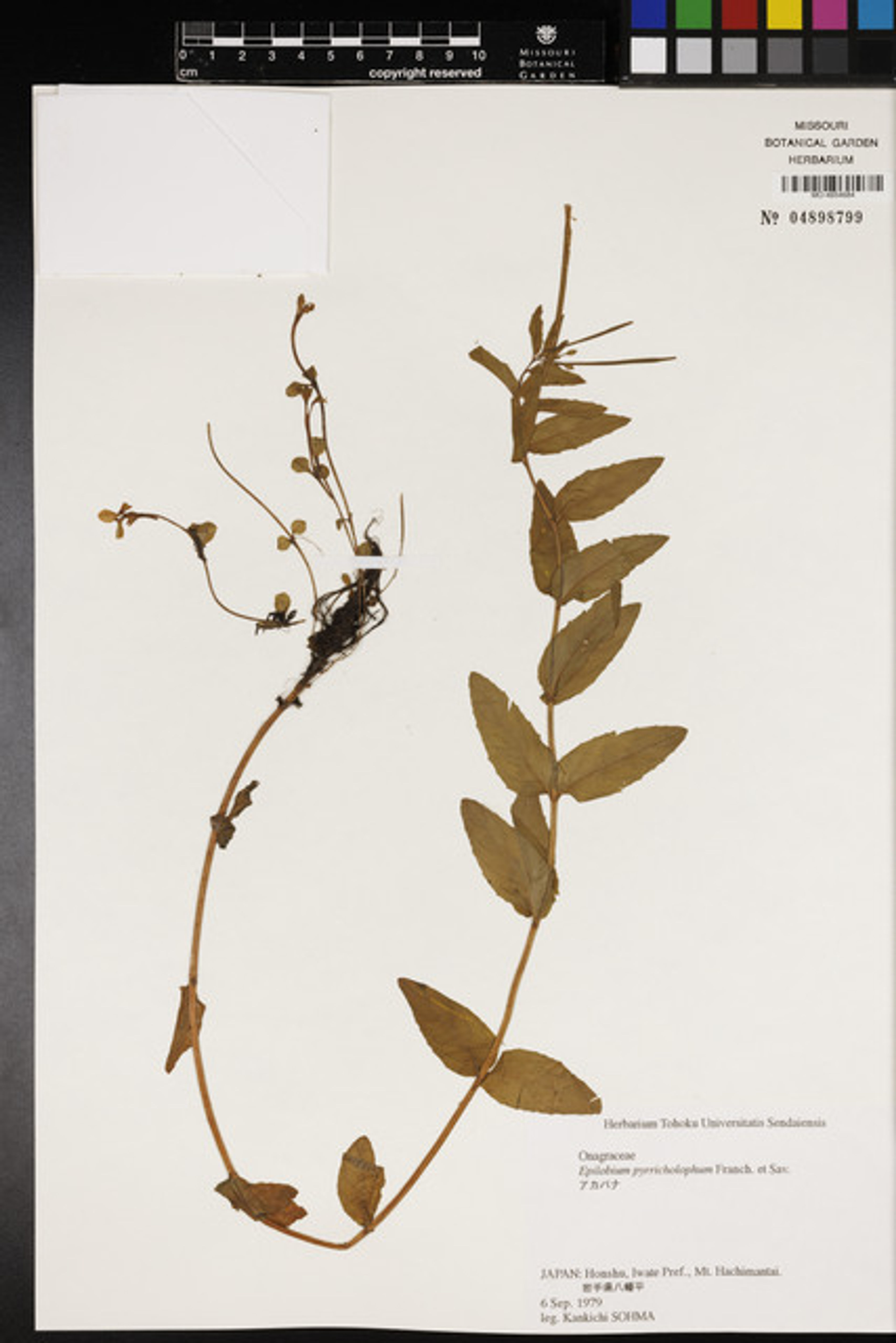 Epilobium pyrricholophum - 10