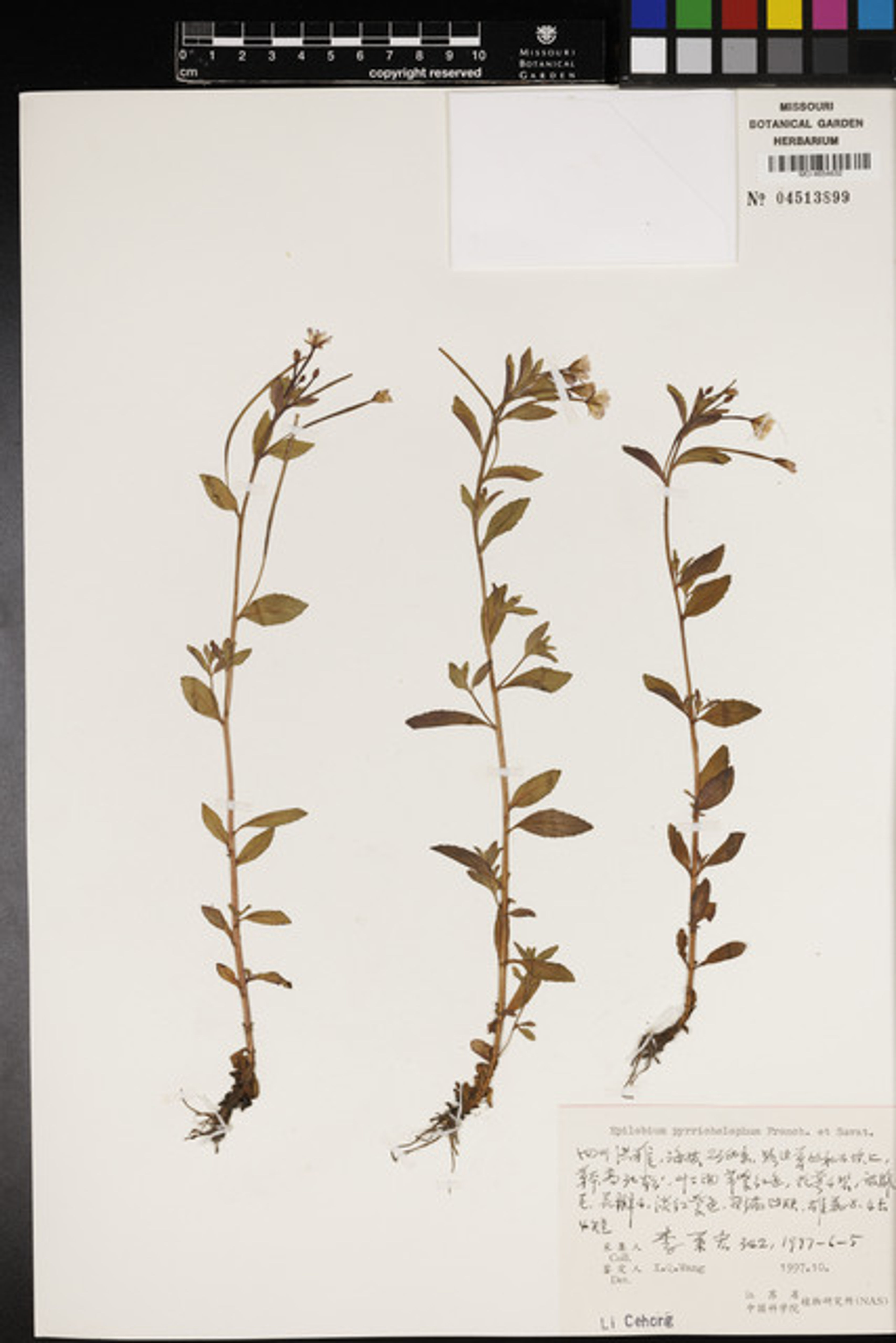 Epilobium pyrricholophum - 1