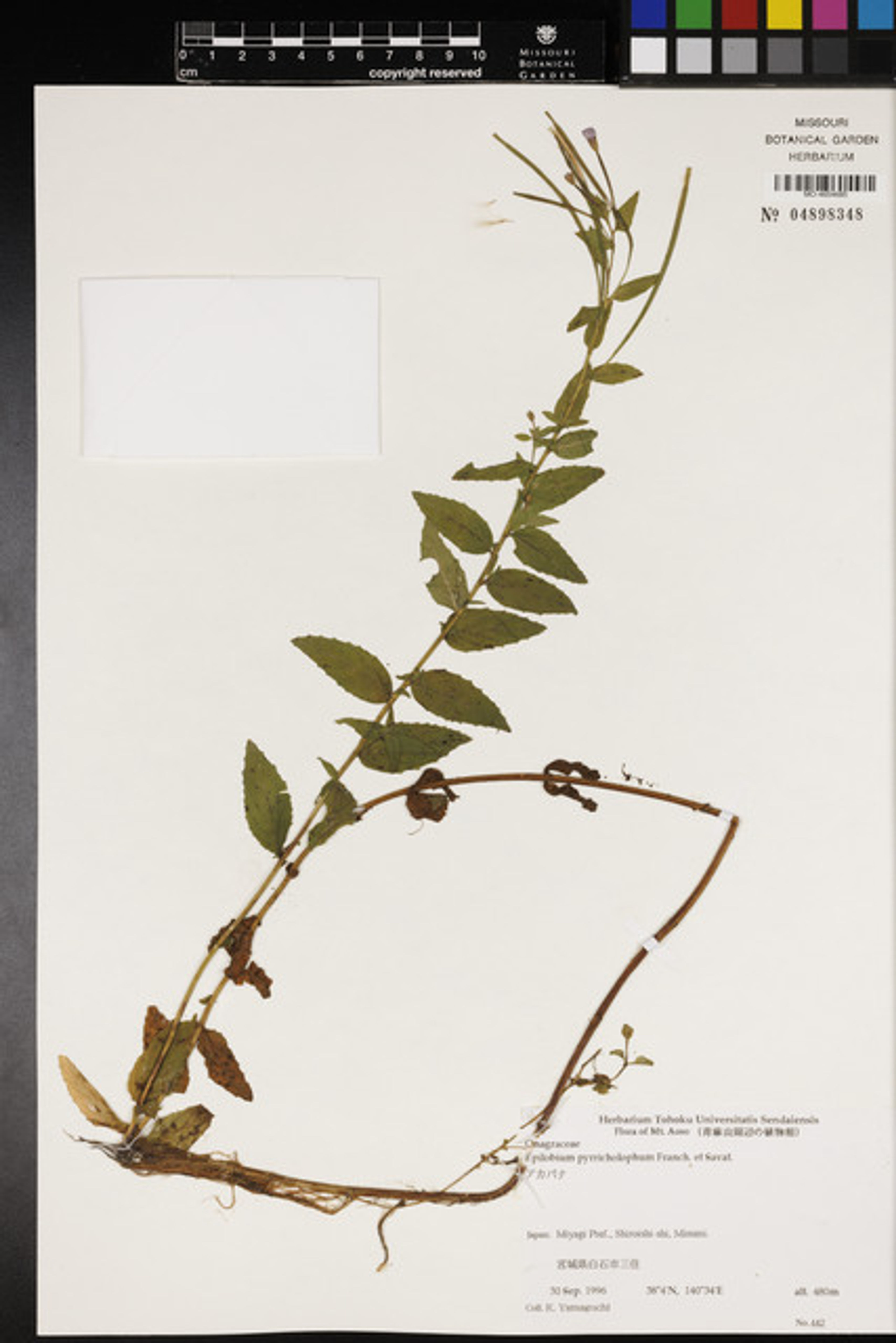 Epilobium pyrricholophum - 52