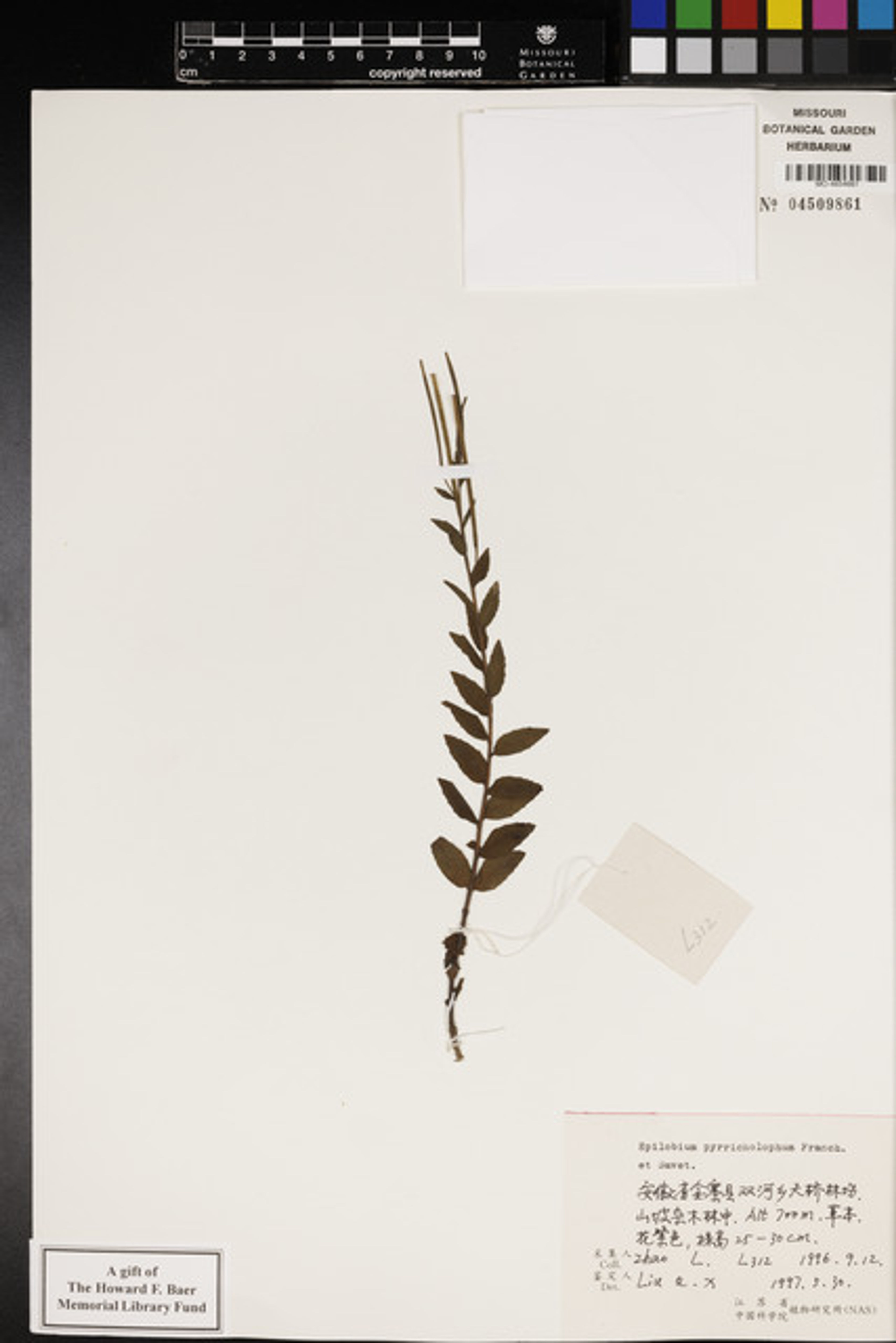 Epilobium pyrricholophum - 24