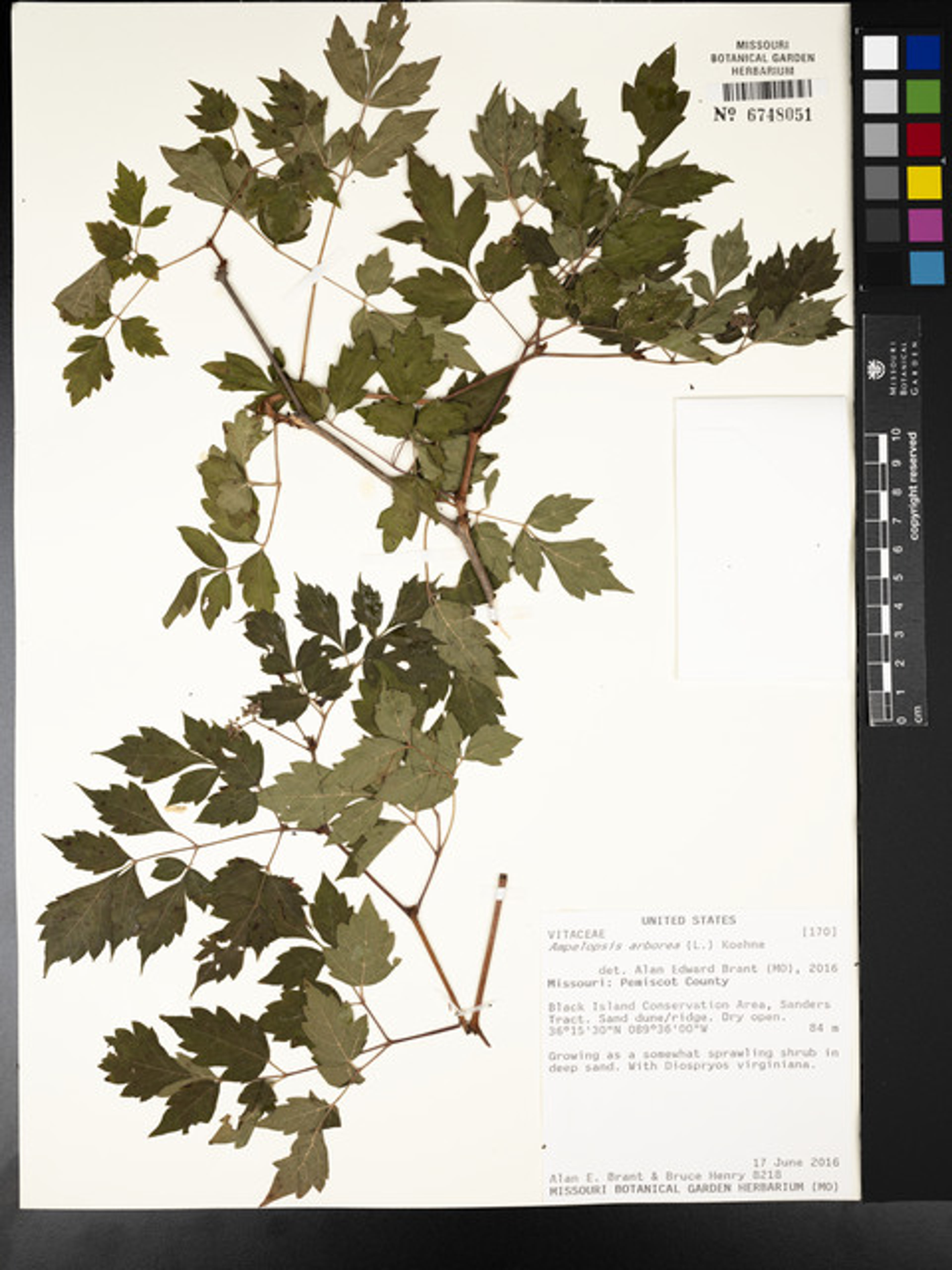 Ampelopsis arborea - 15