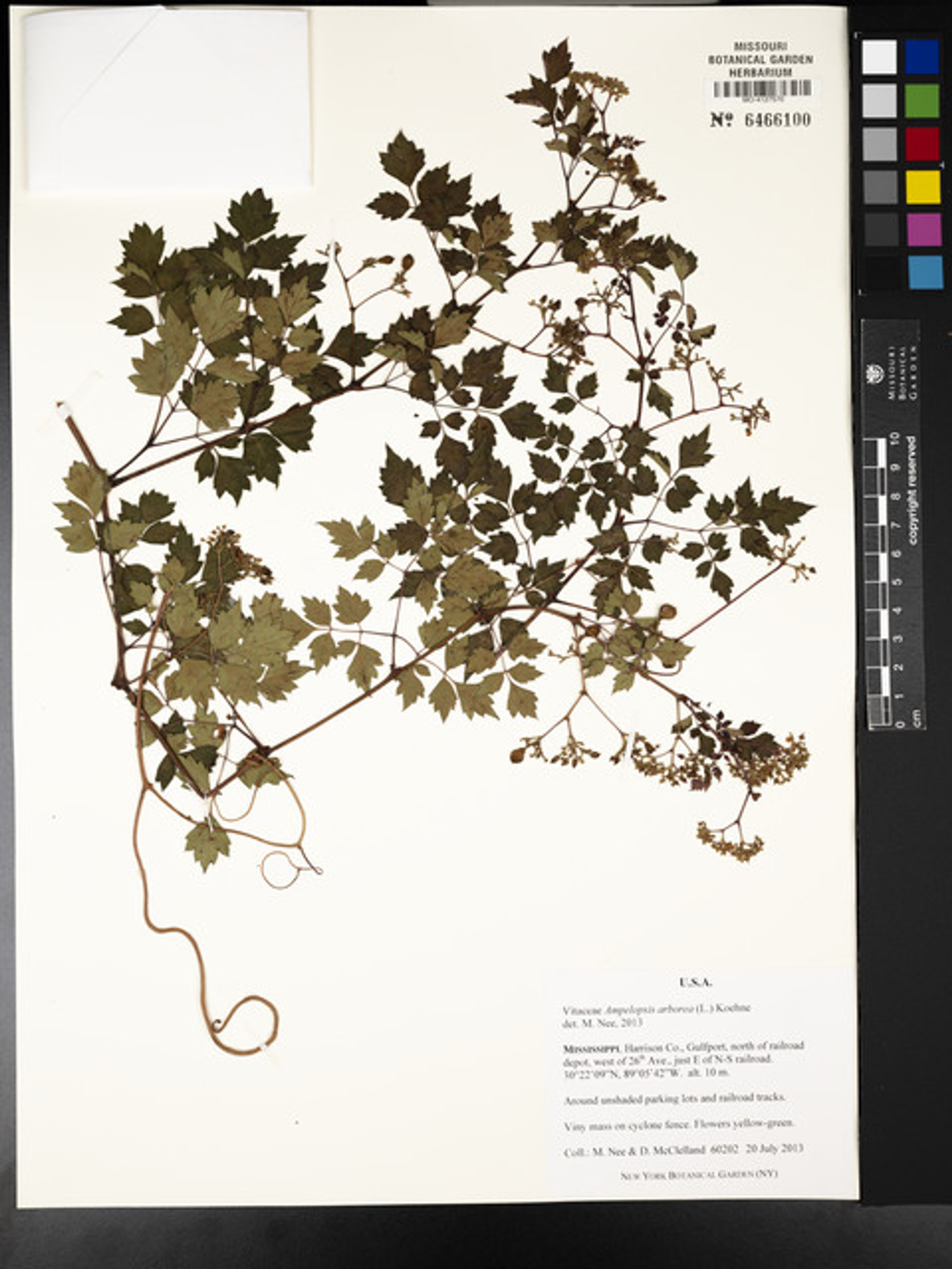 Ampelopsis arborea - 19