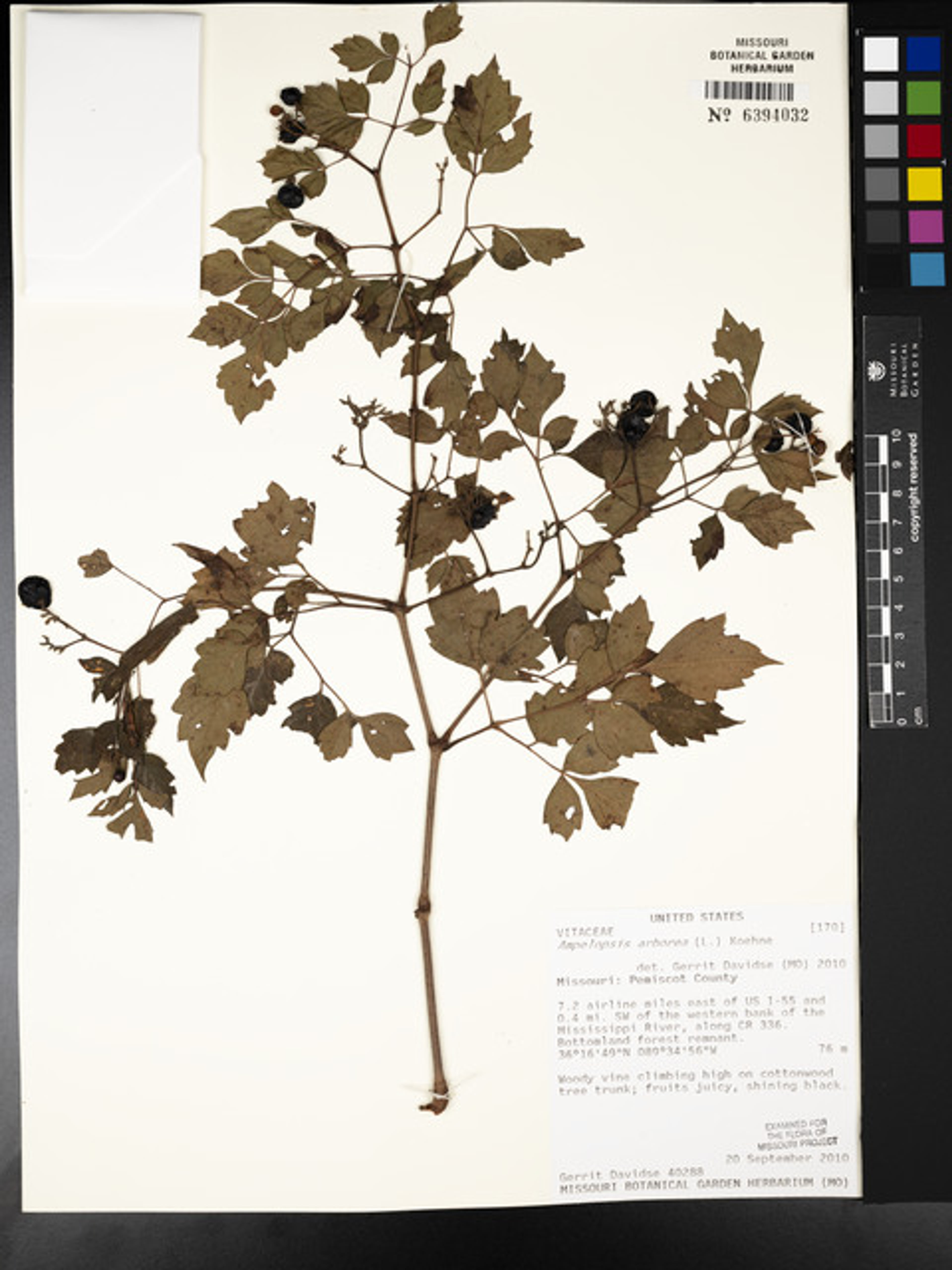 Ampelopsis arborea - 37