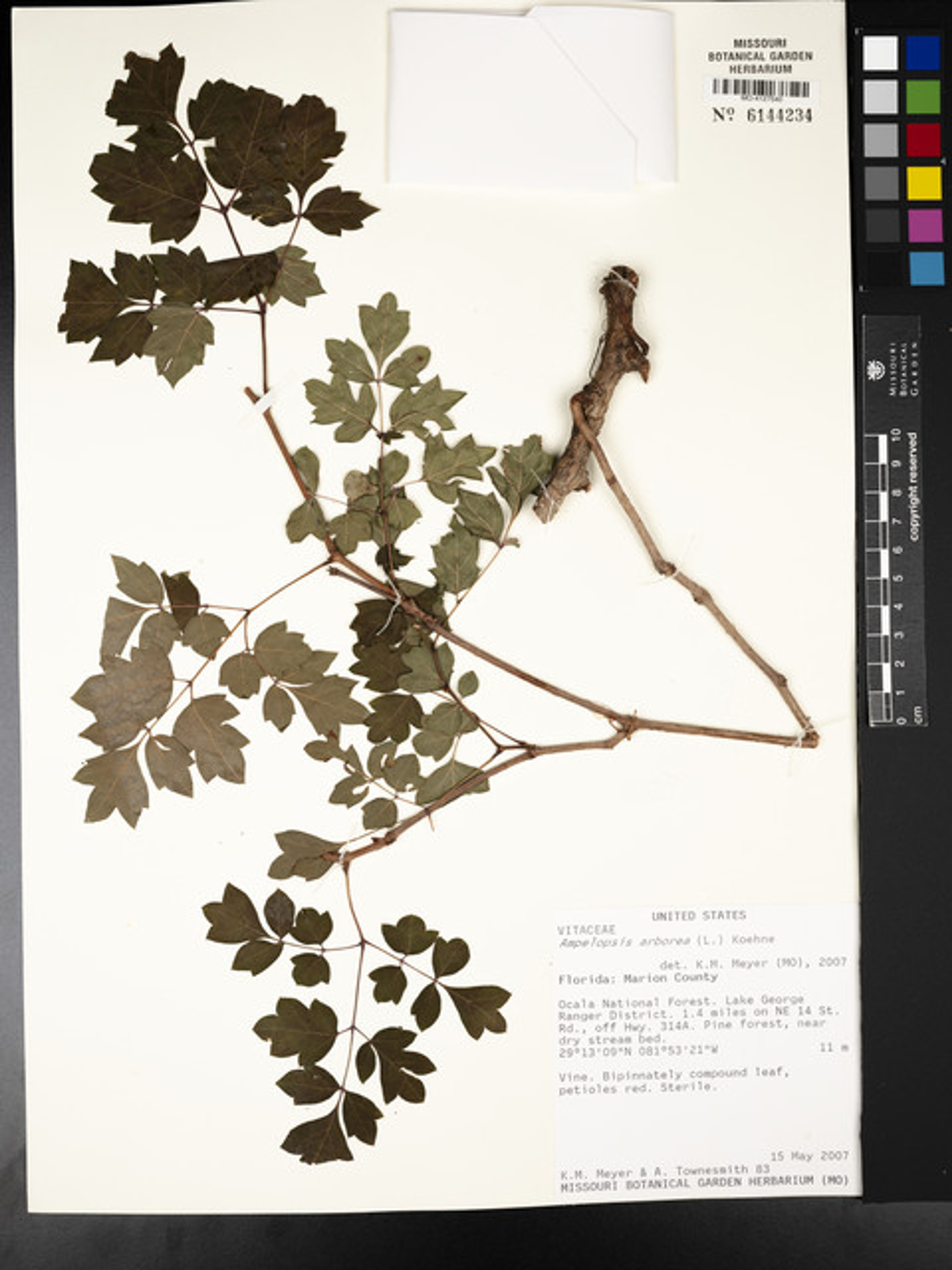 Ampelopsis arborea - 88
