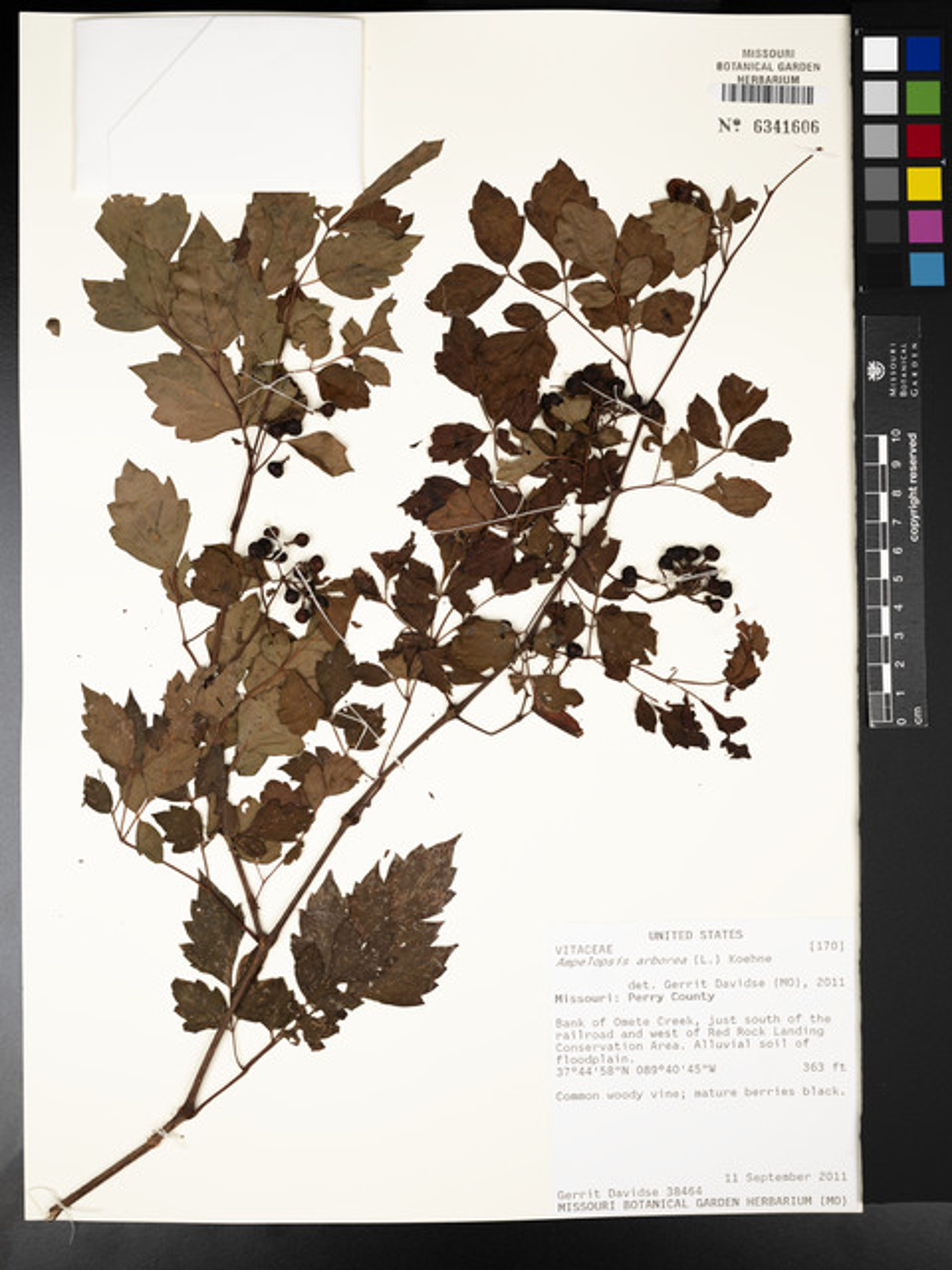 Ampelopsis arborea - 63