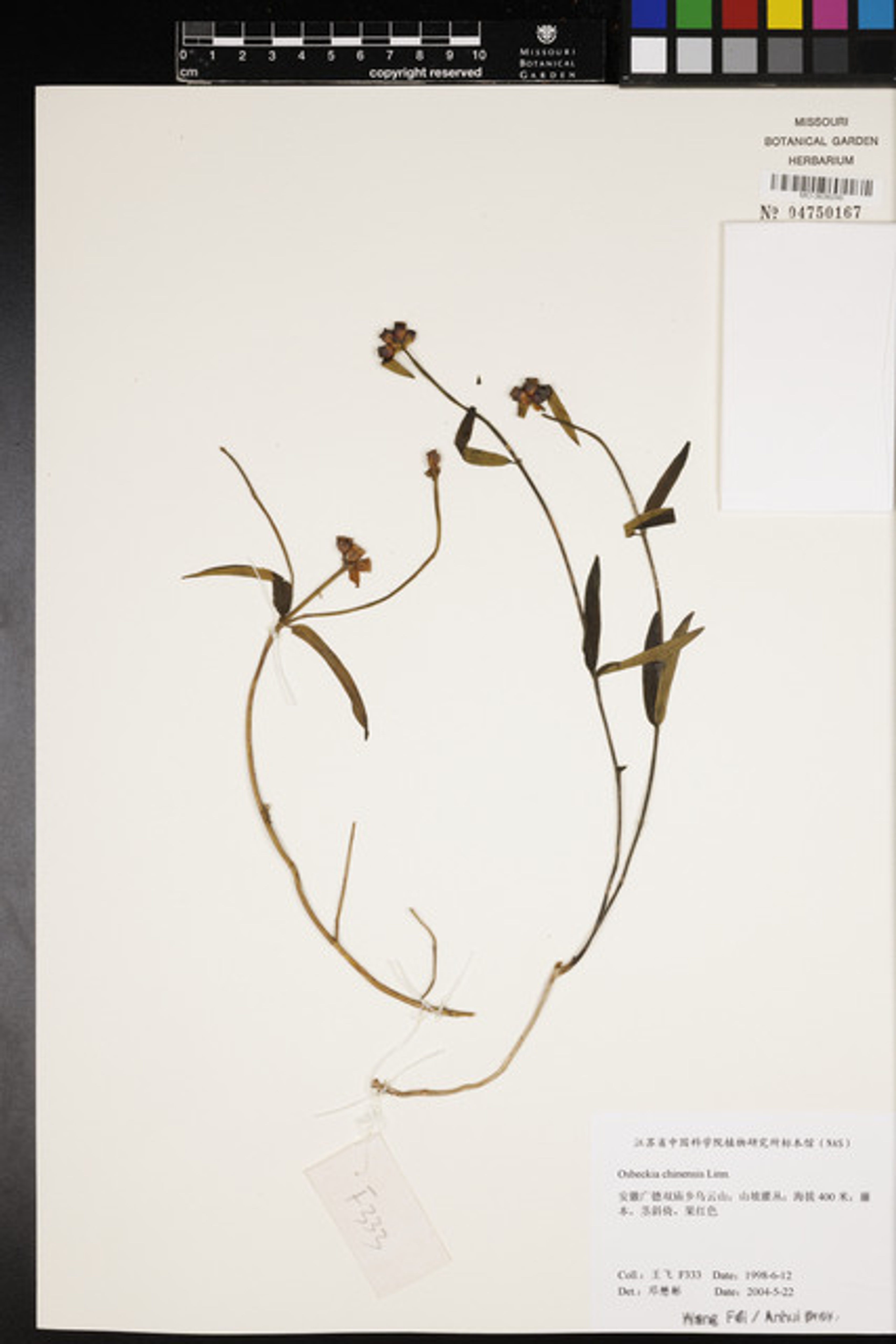 Osbeckia chinensis - 119