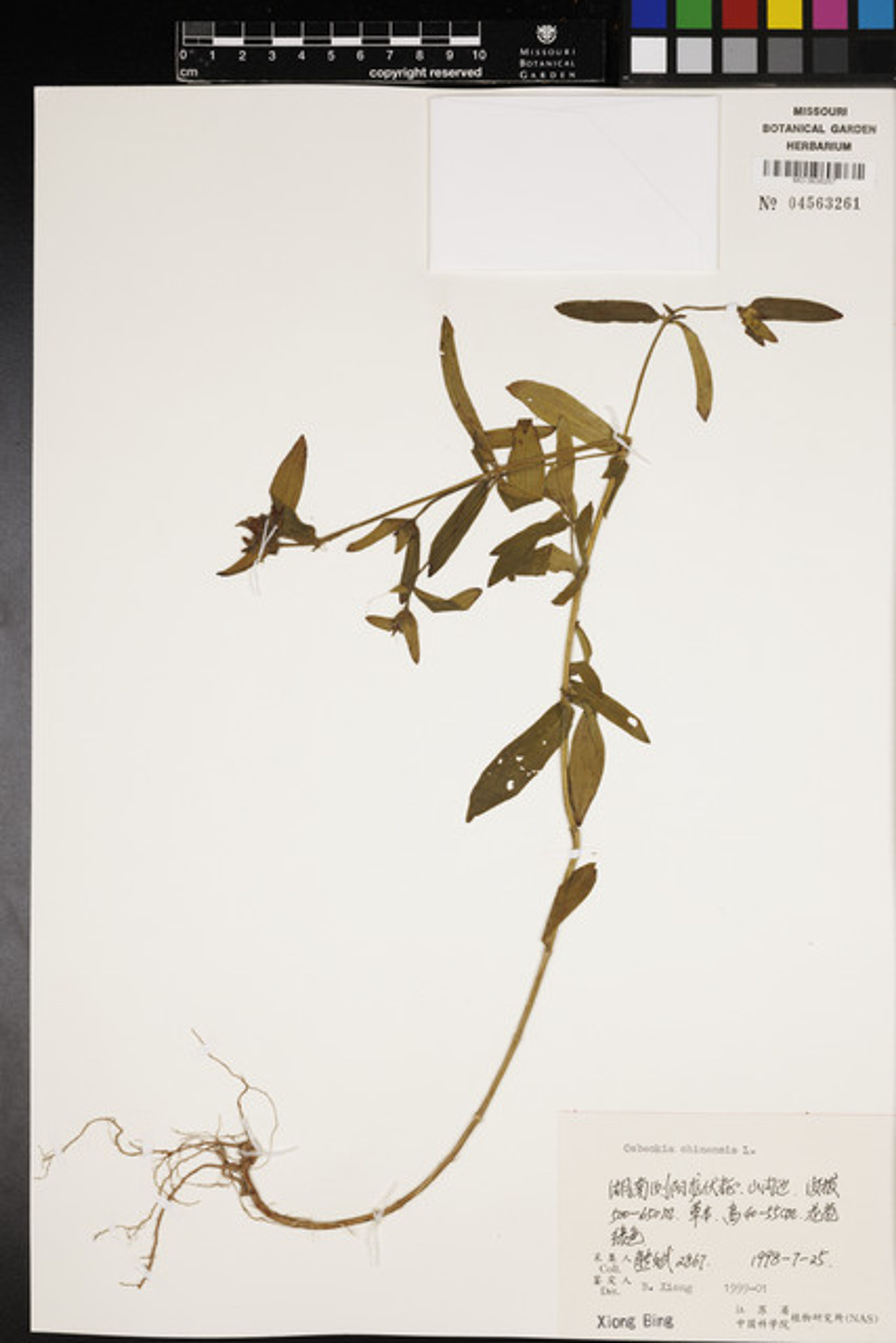 Osbeckia chinensis - 38