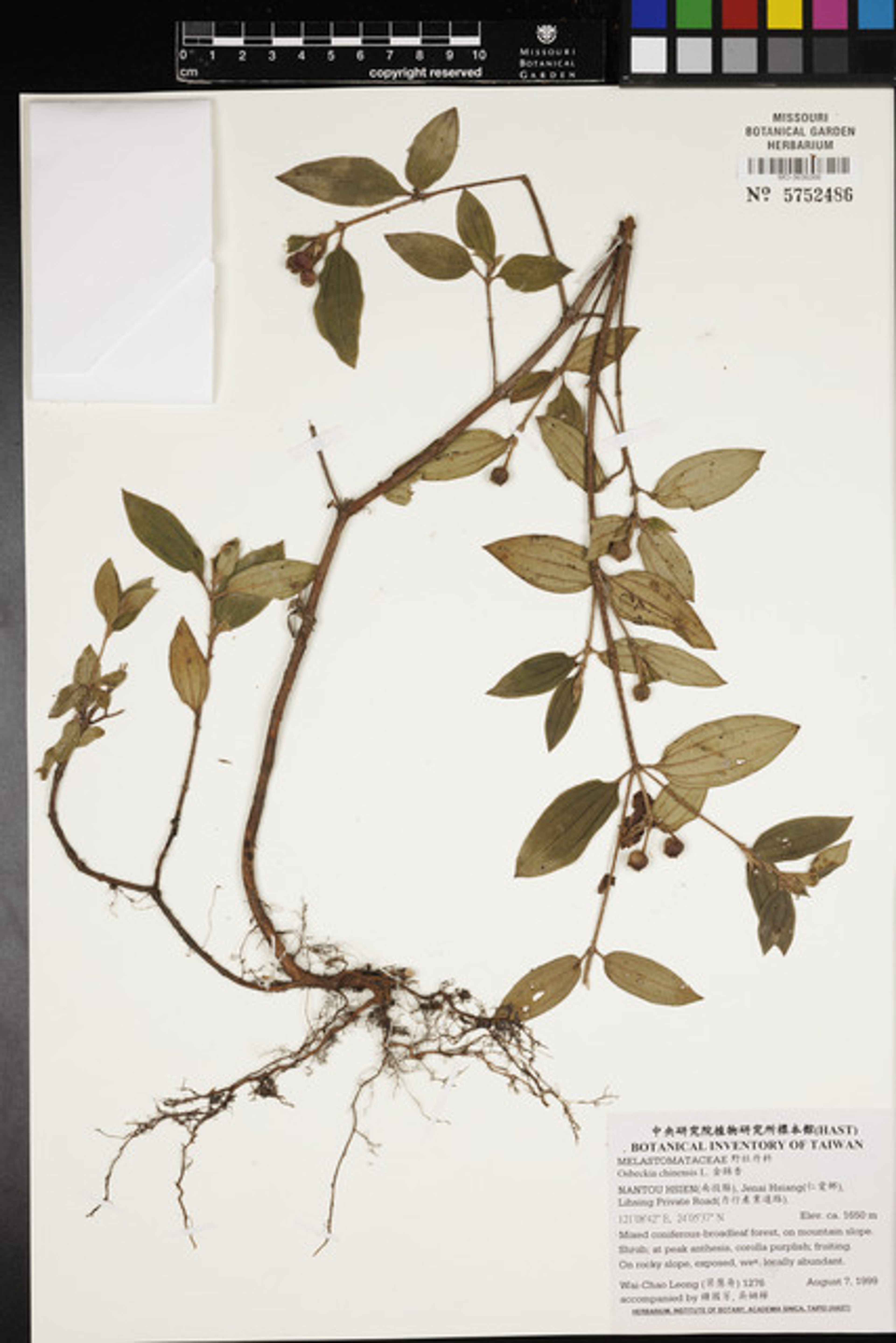 Osbeckia chinensis - 143