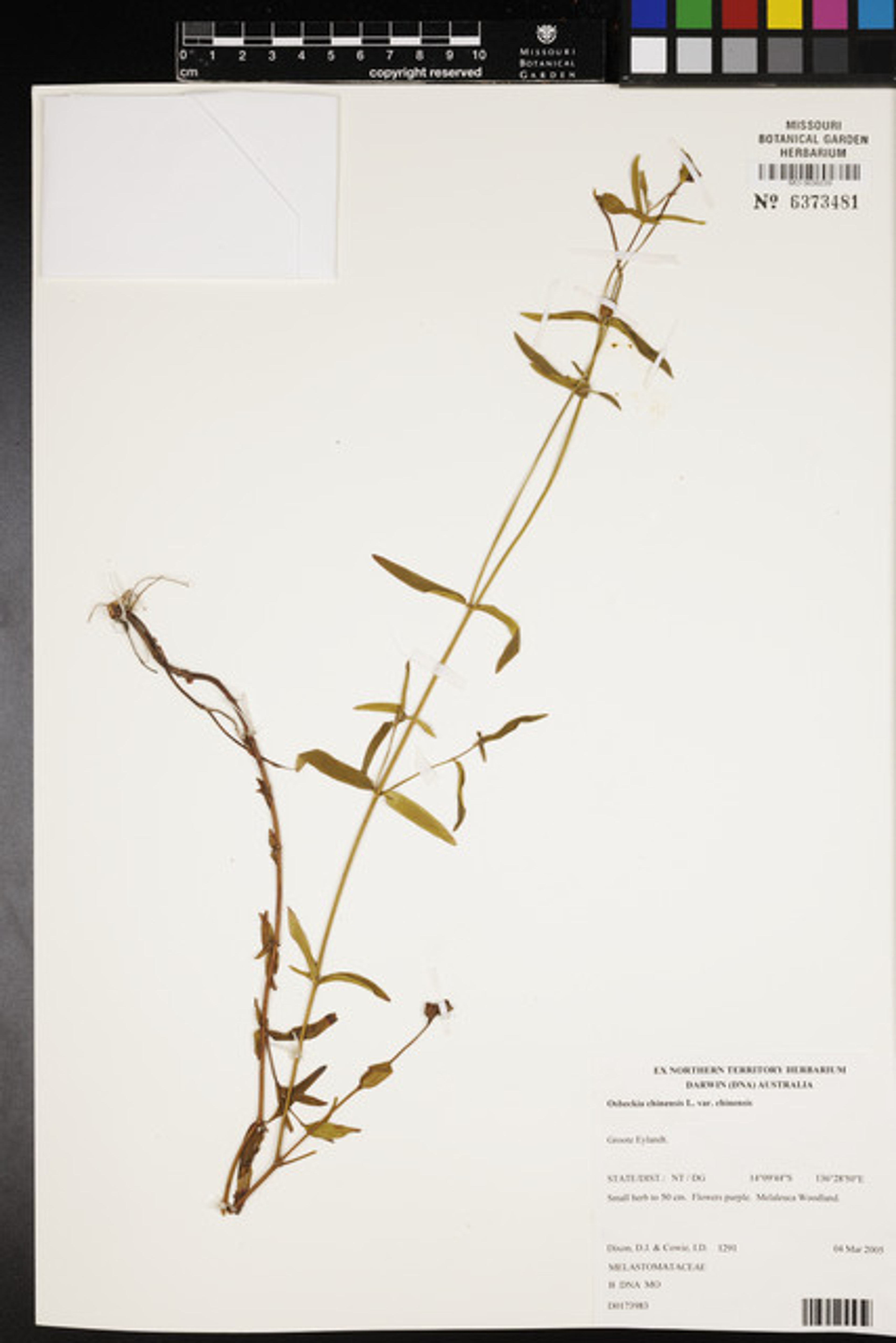 Osbeckia chinensis - 87