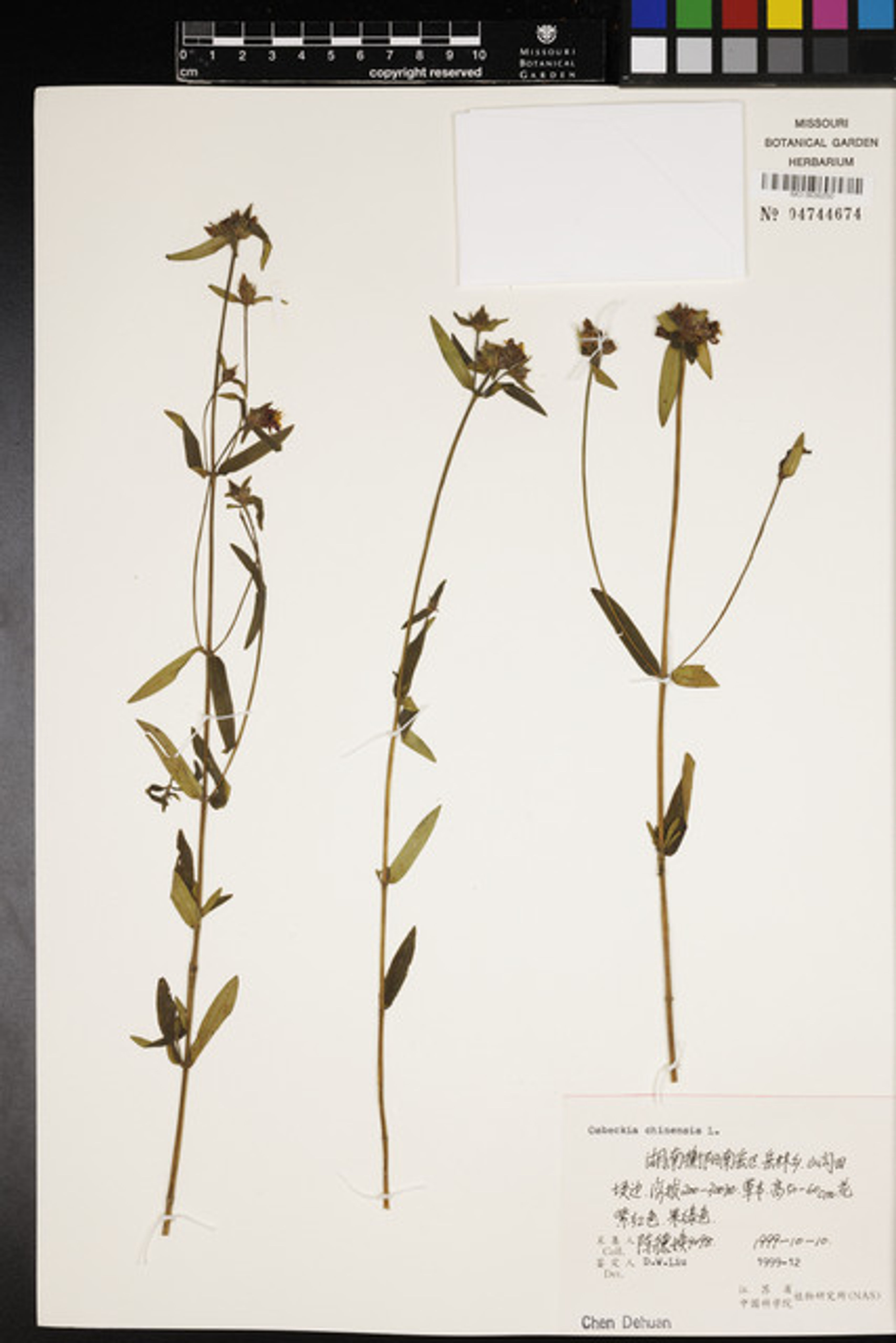 Osbeckia chinensis - 29