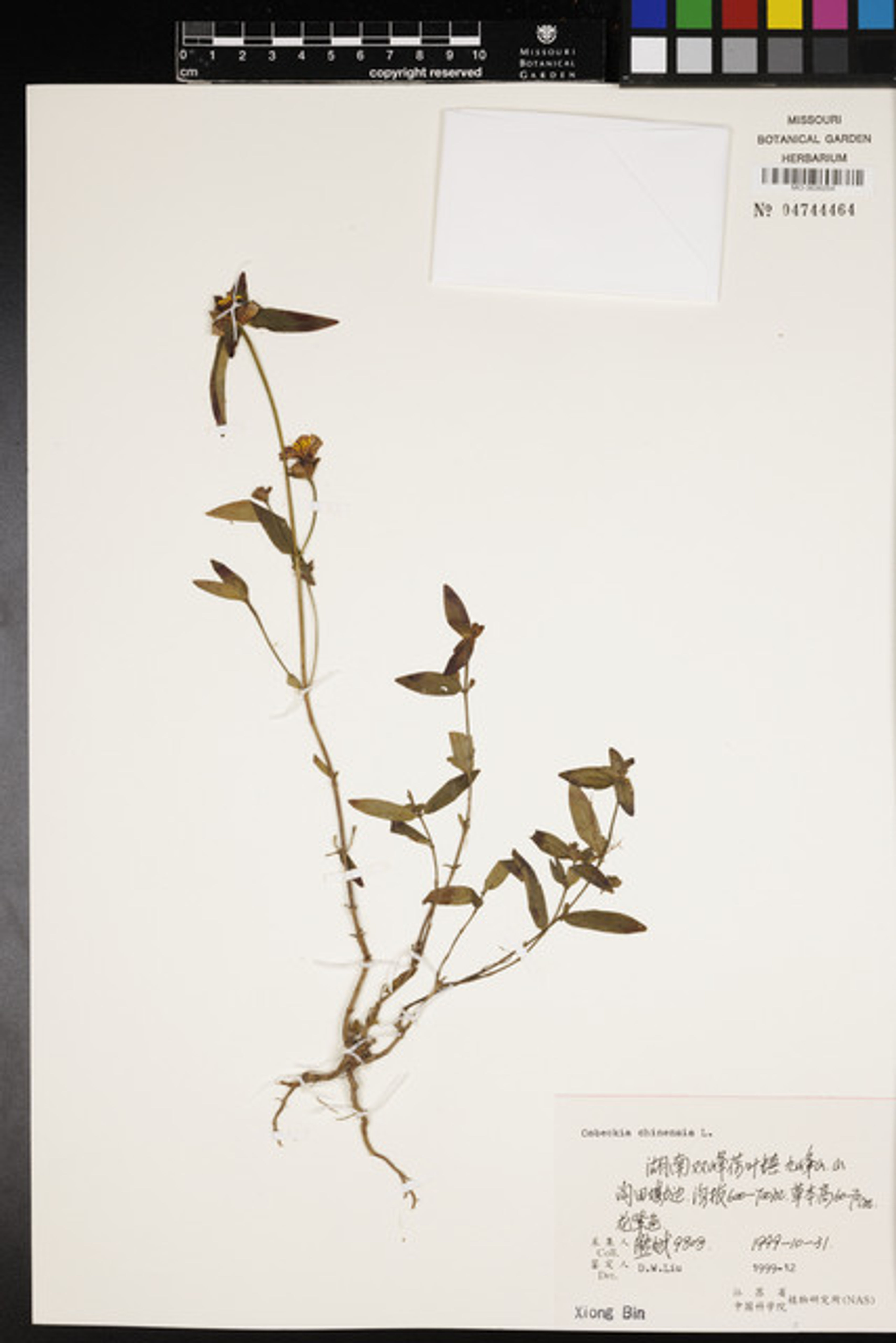 Osbeckia chinensis - 104
