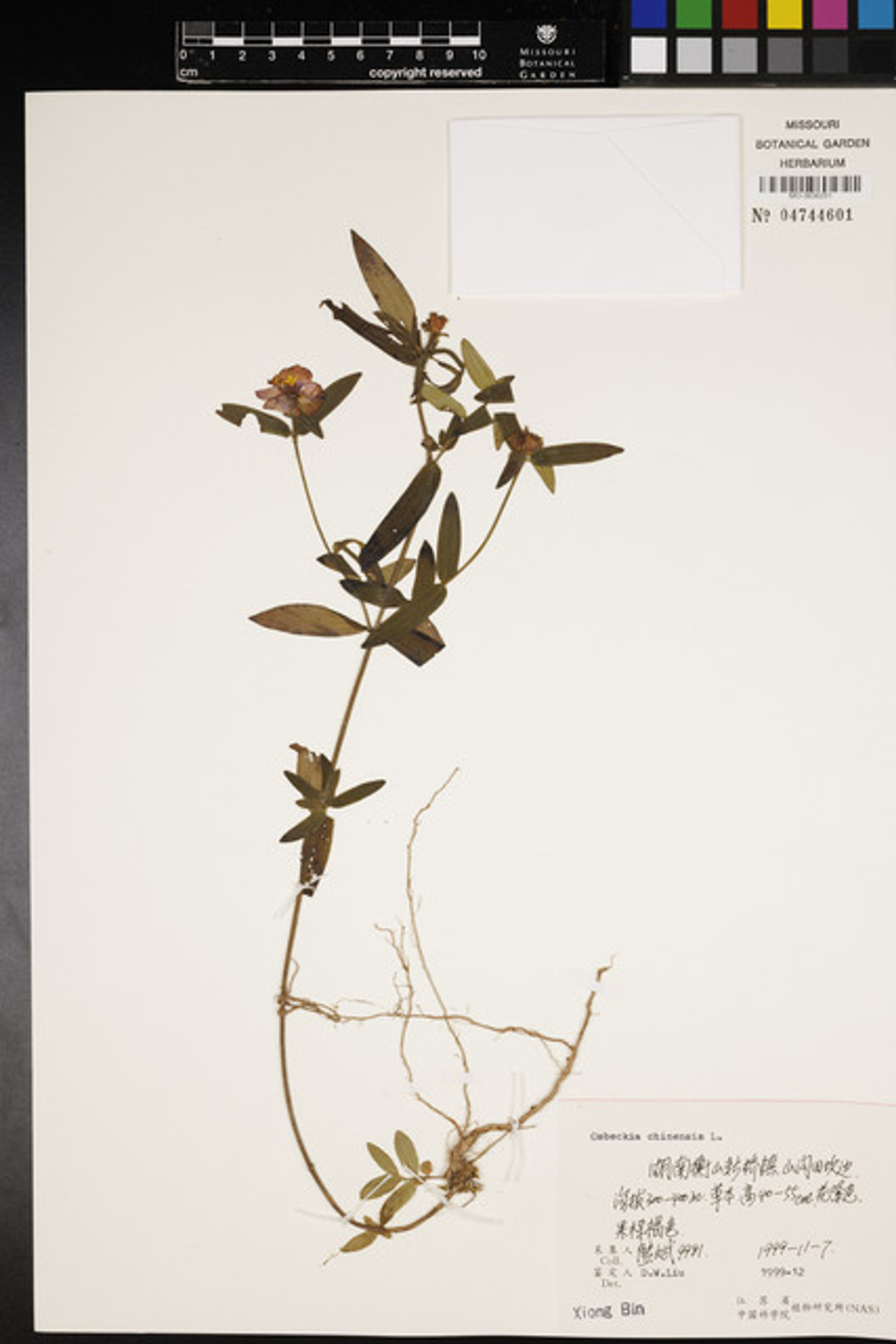 Osbeckia chinensis - 159