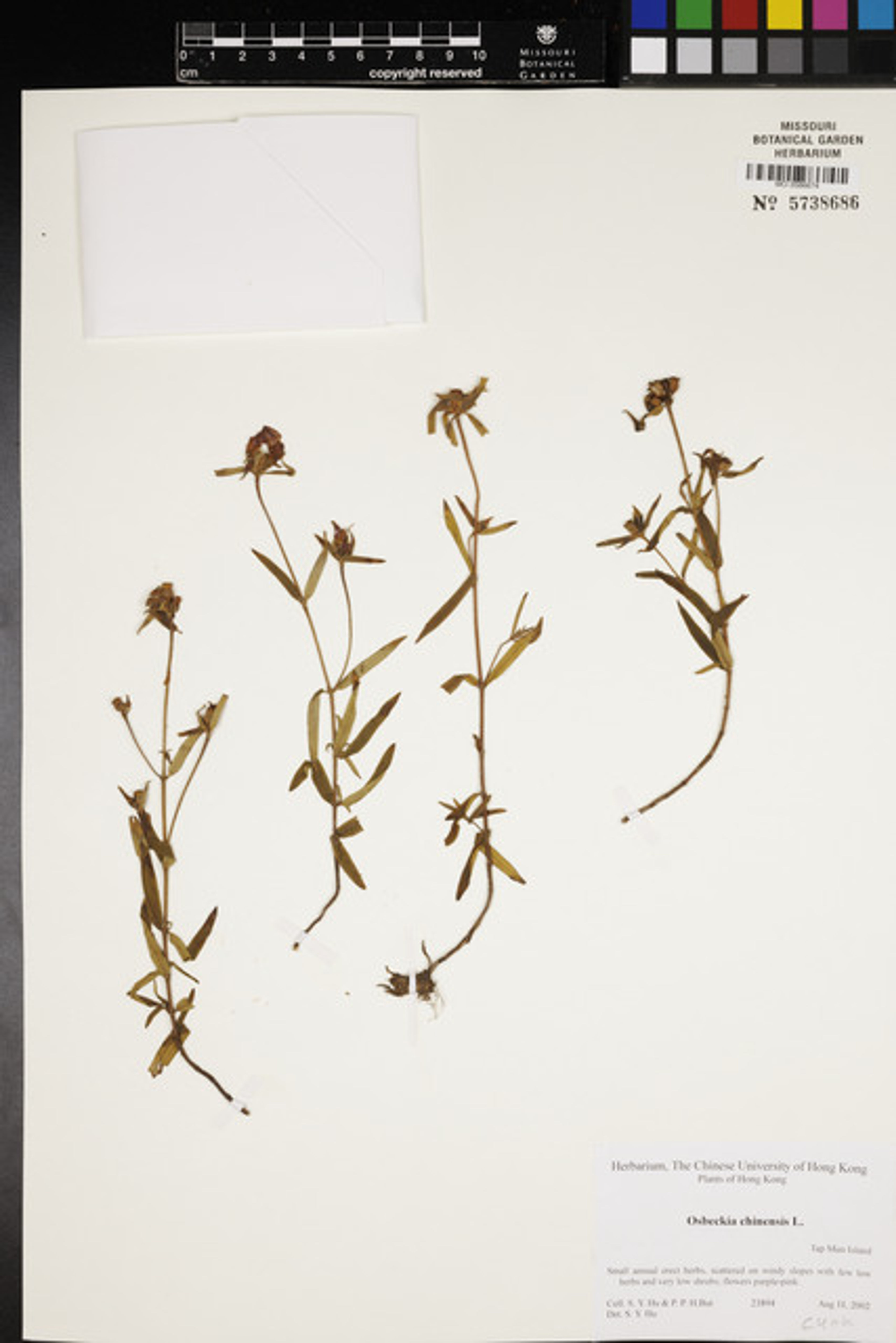 Osbeckia chinensis - 46