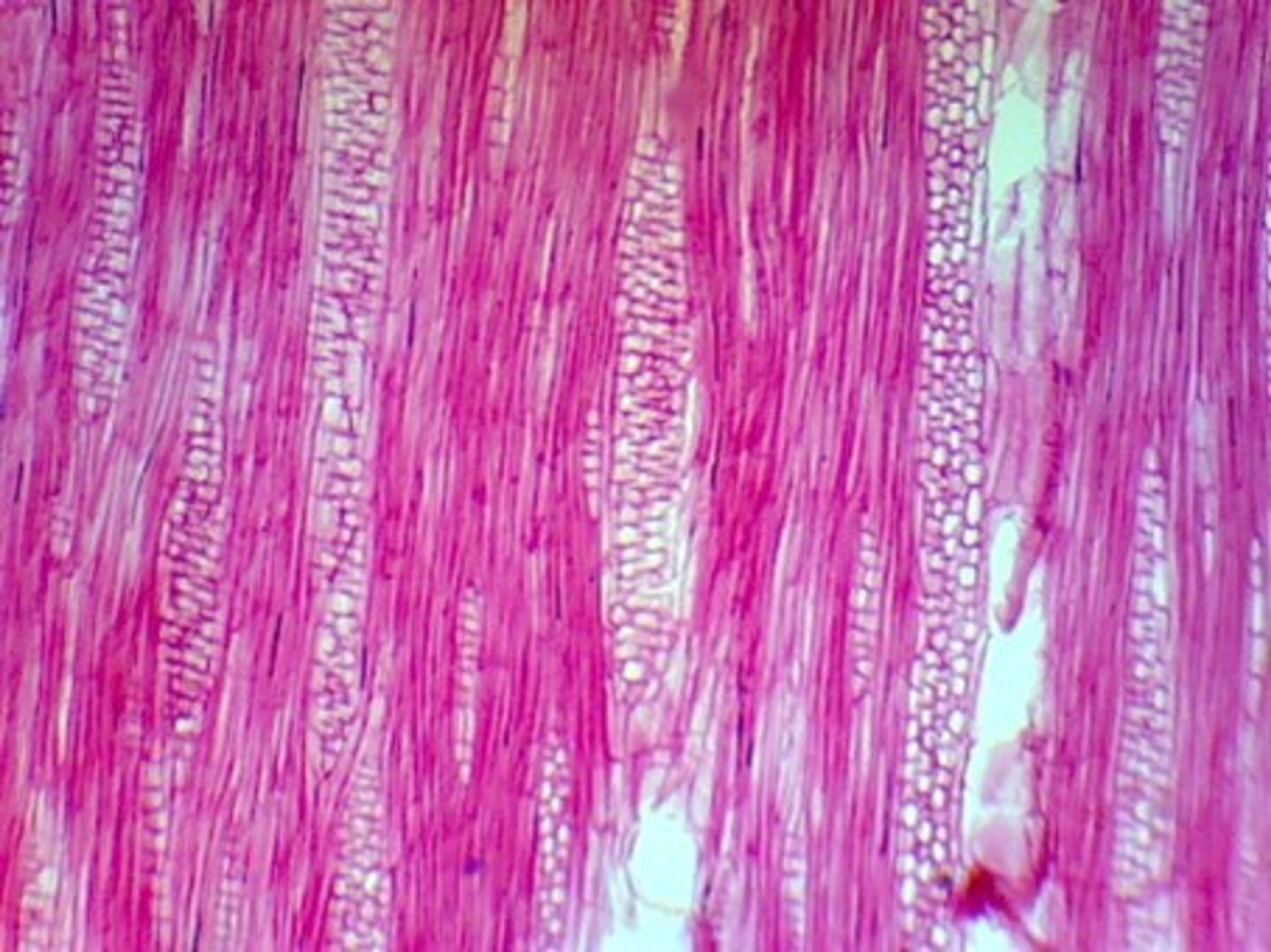 Psoralea glandulosa - 10