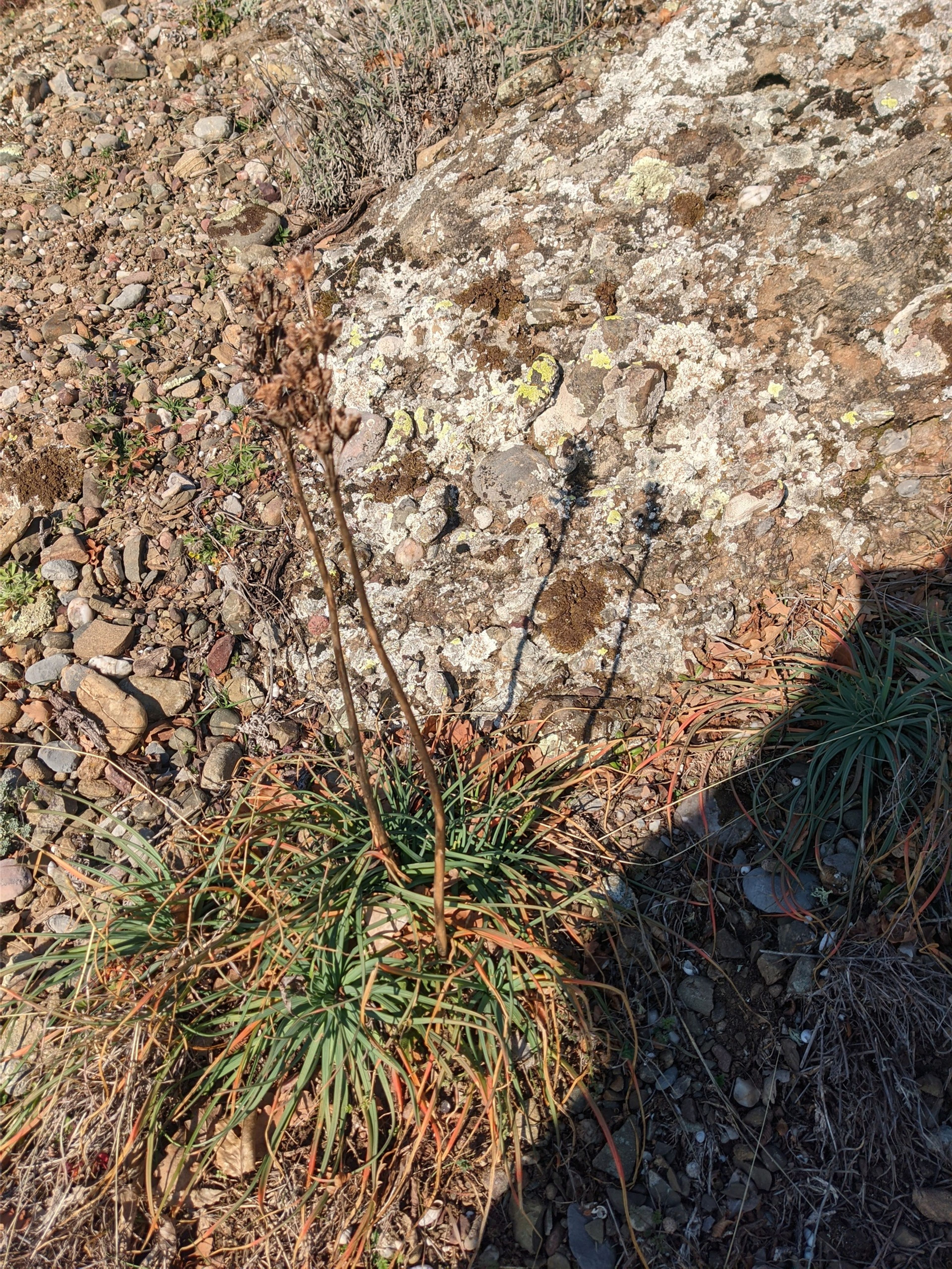 Asphodeline lutea - 42