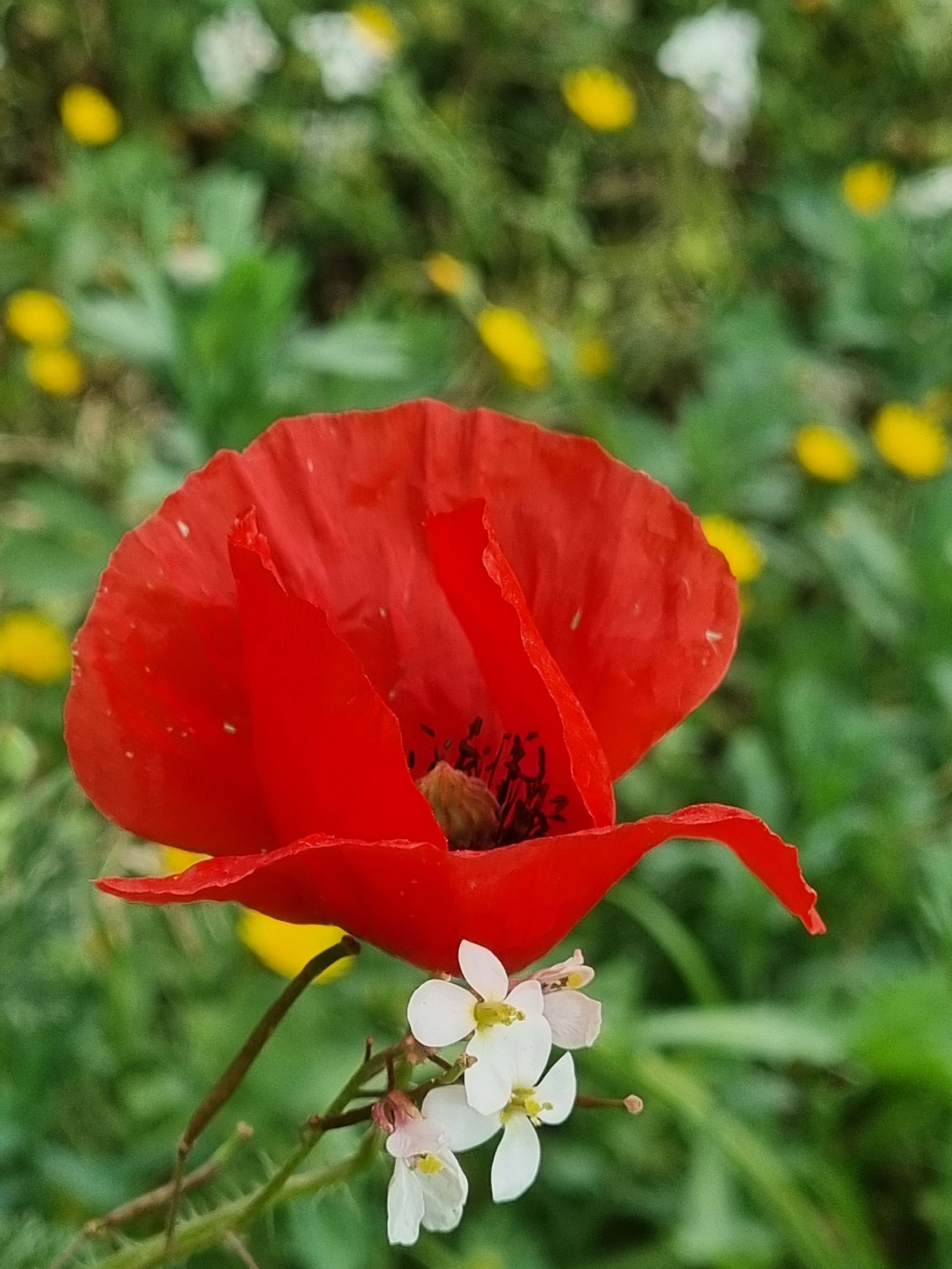 Papaver rhoeas - 138