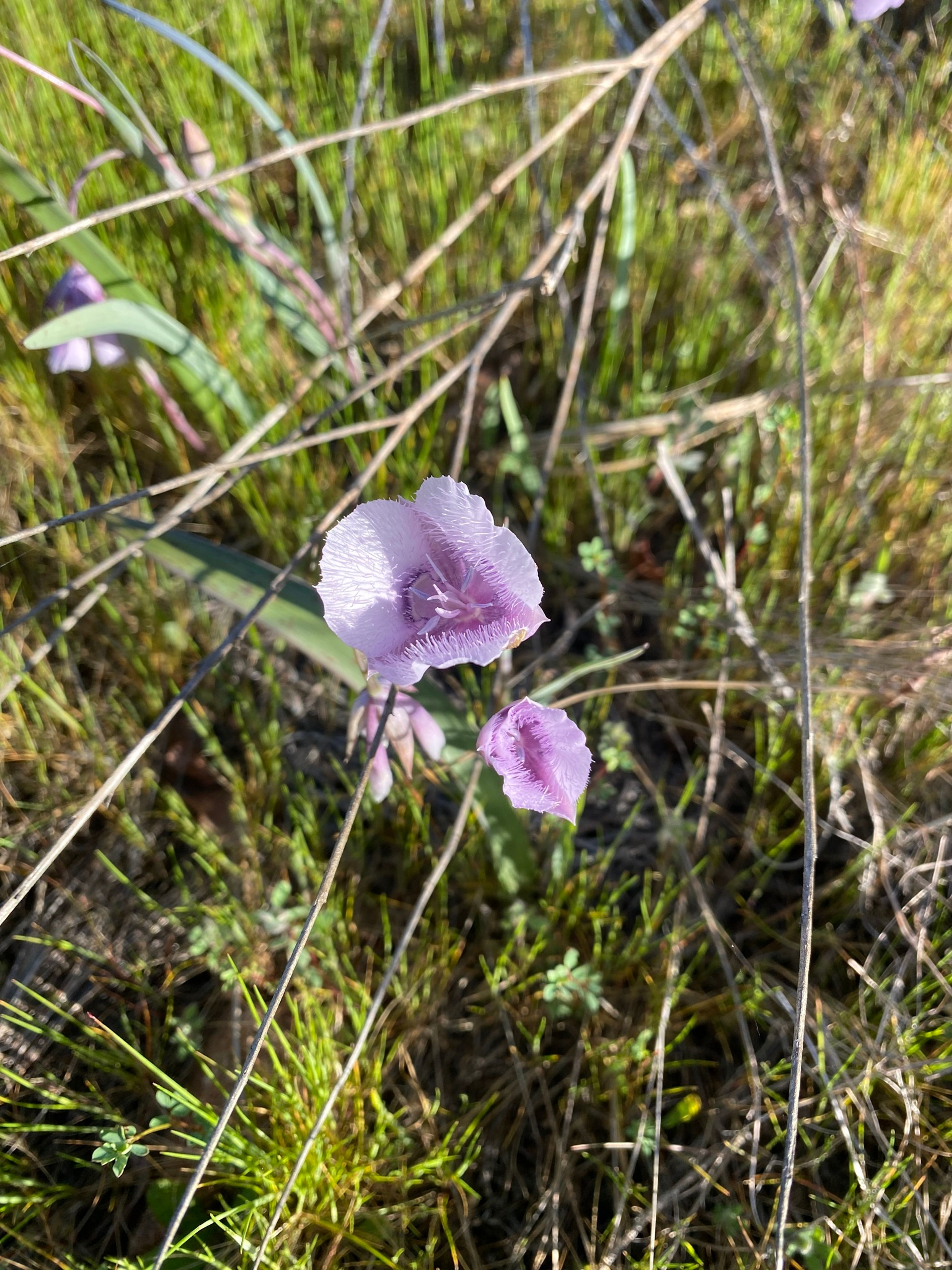 Calochortus tolmiei - 163