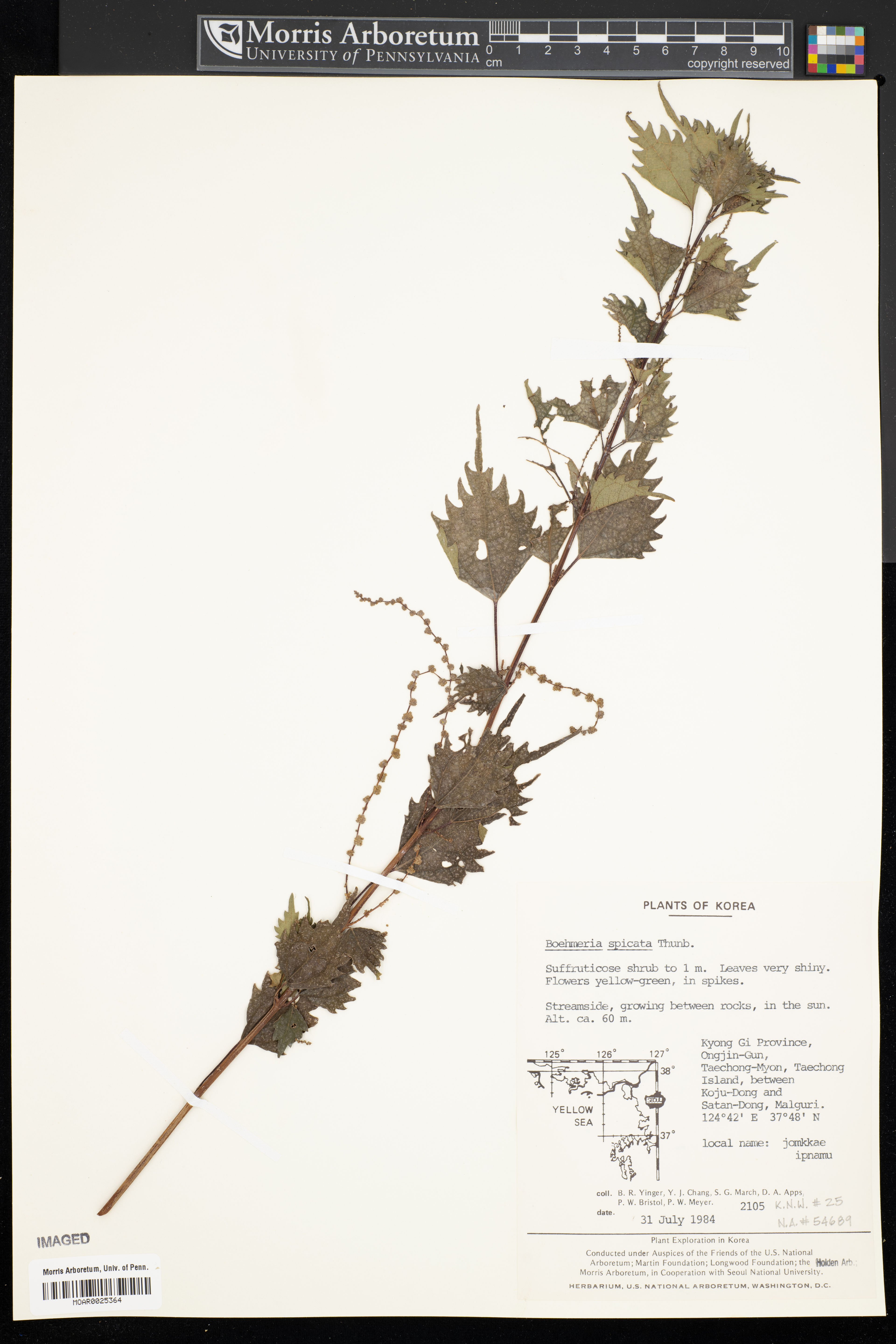 Boehmeria spicata - 18