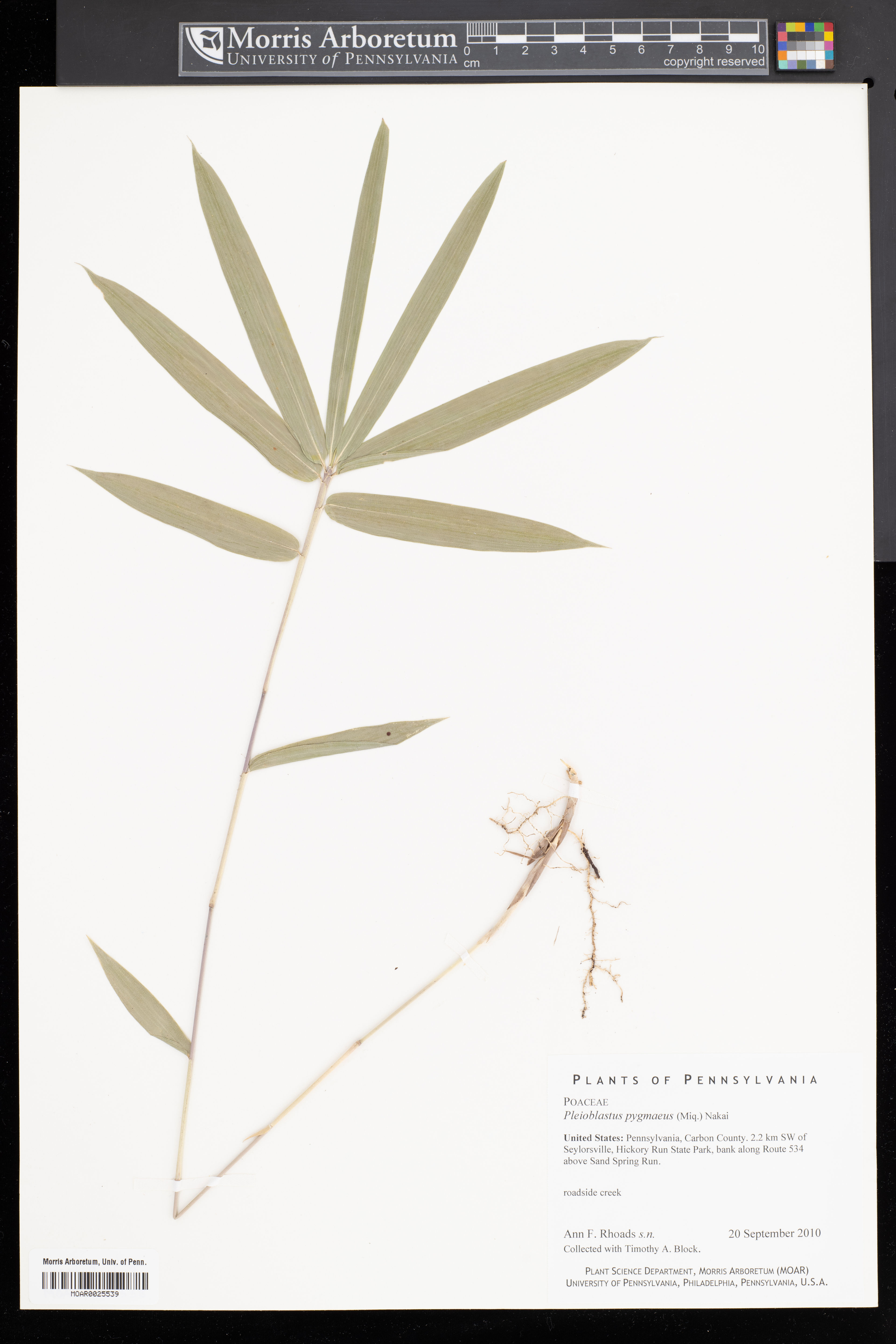 Pleioblastus variegatus - 10