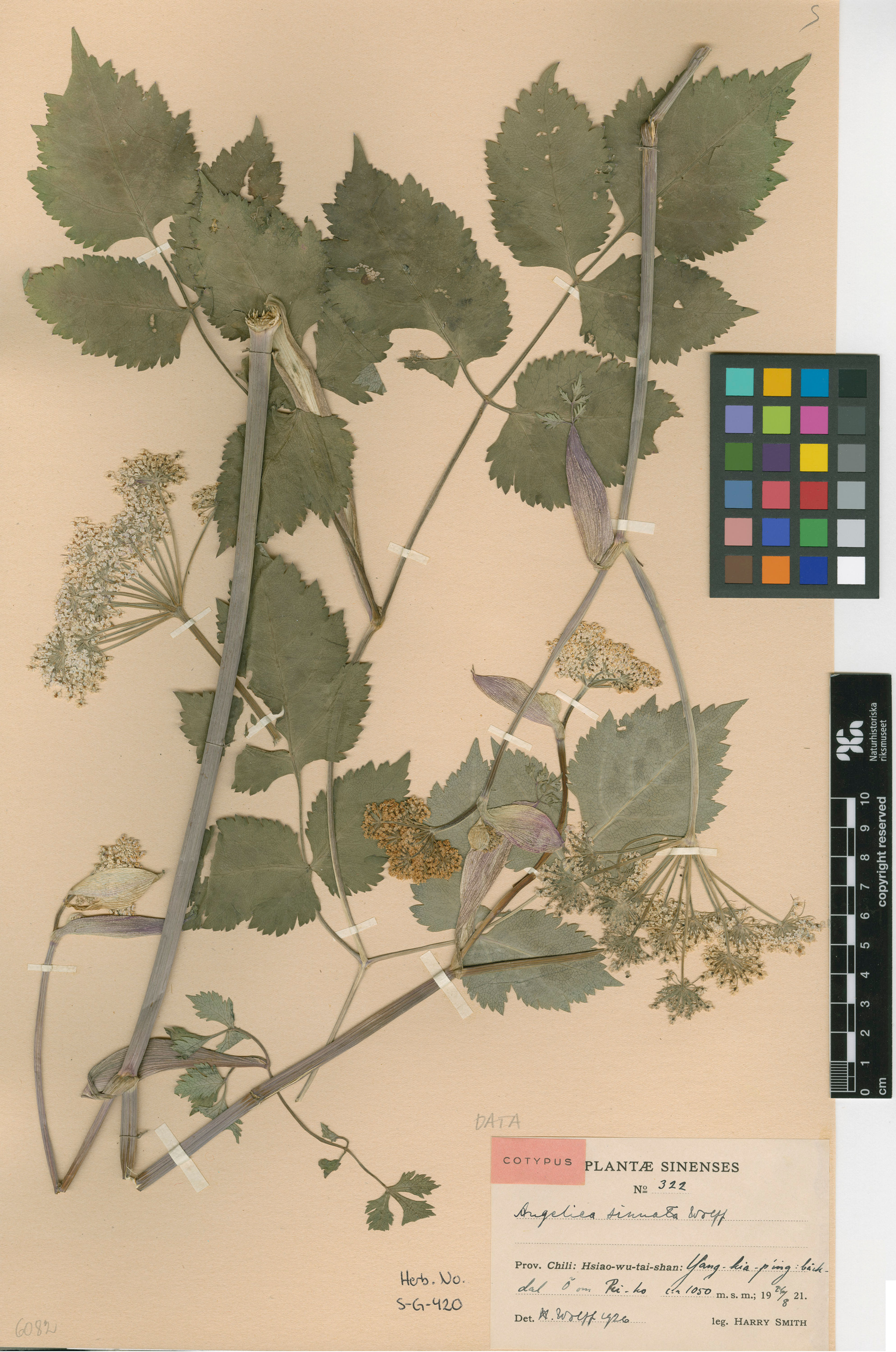 Angelica polymorpha - 102
