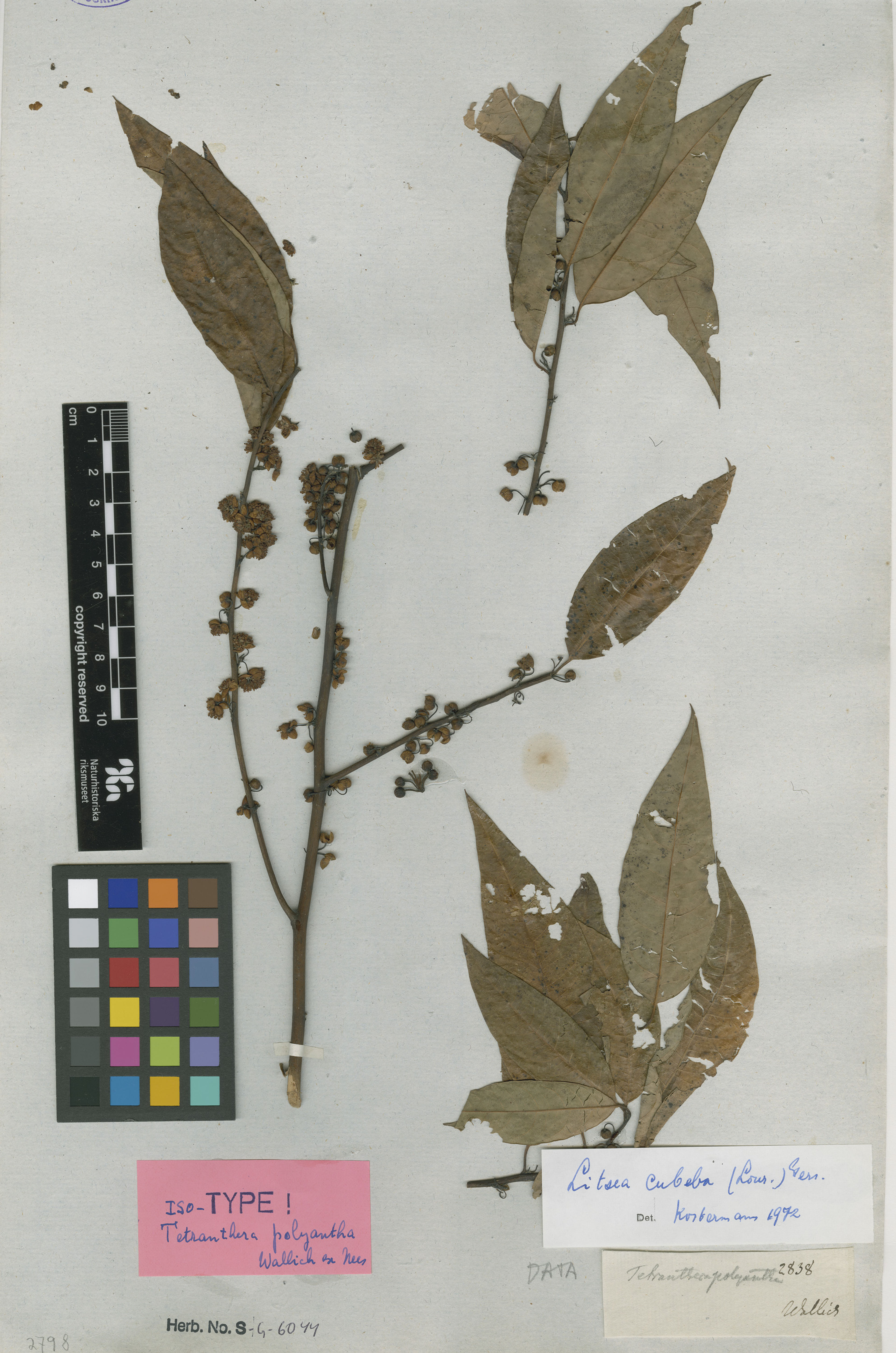 Litsea citrata - 6