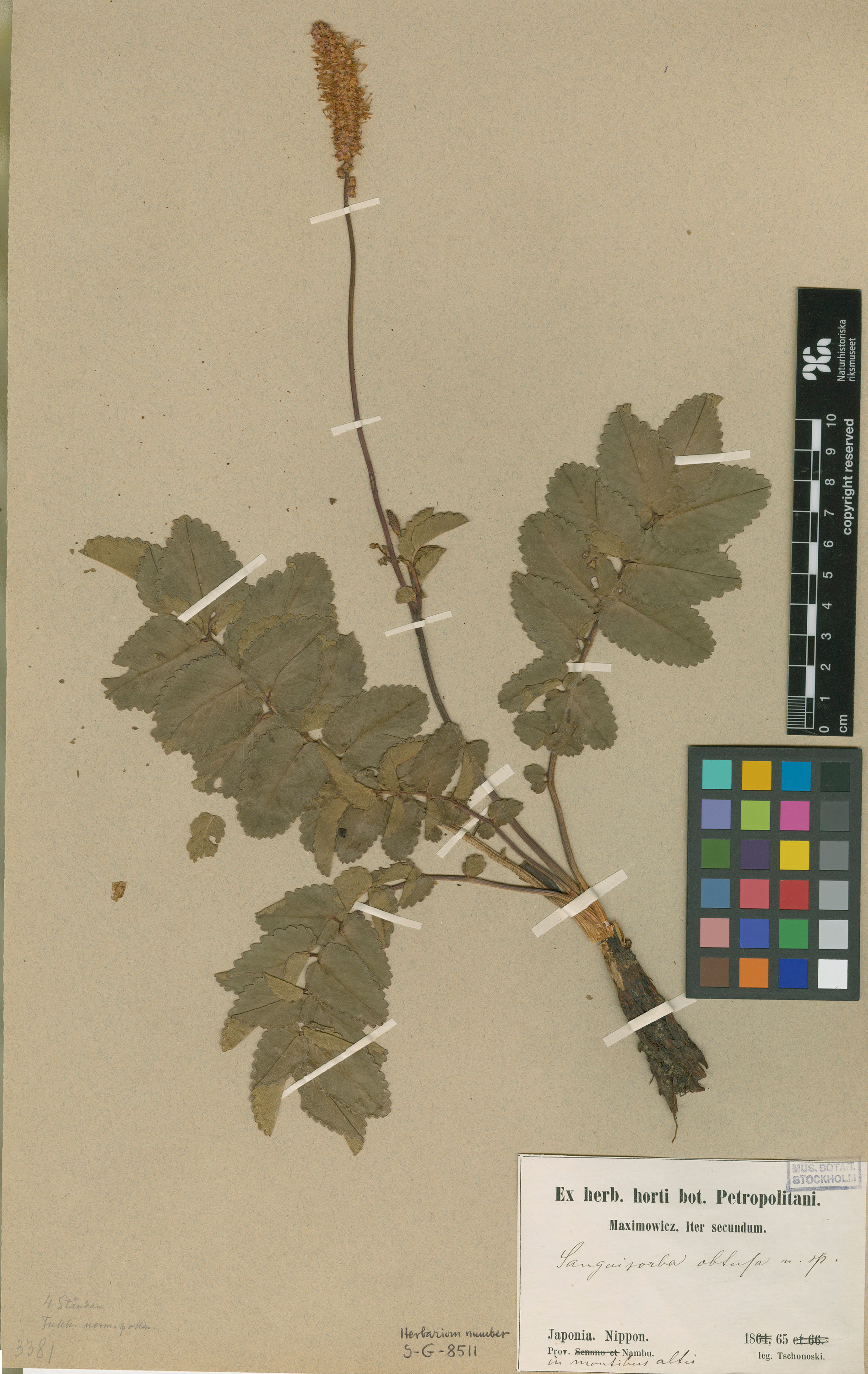 Sanguisorba obtusa - 27