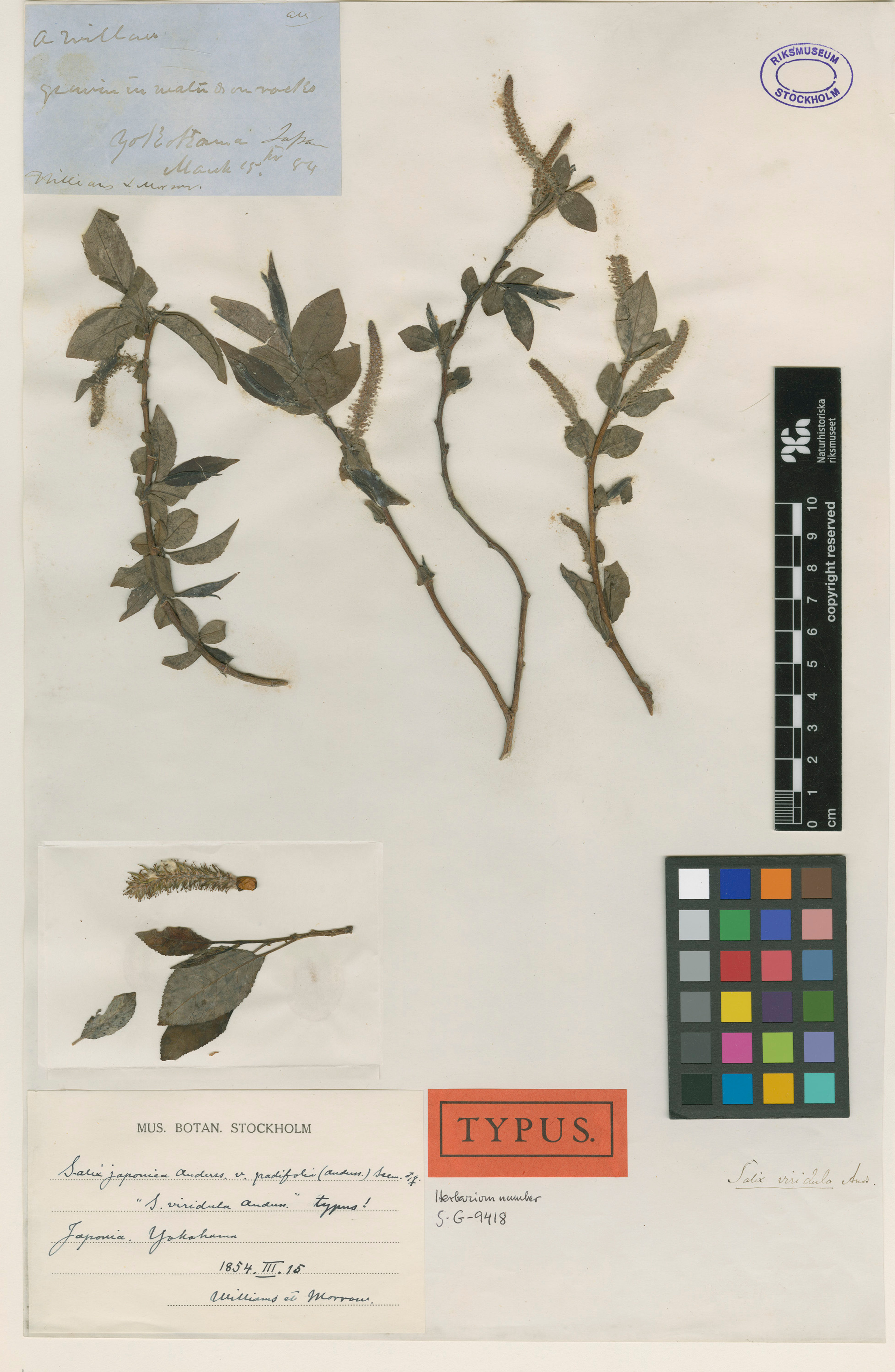 Salix japonica - 36