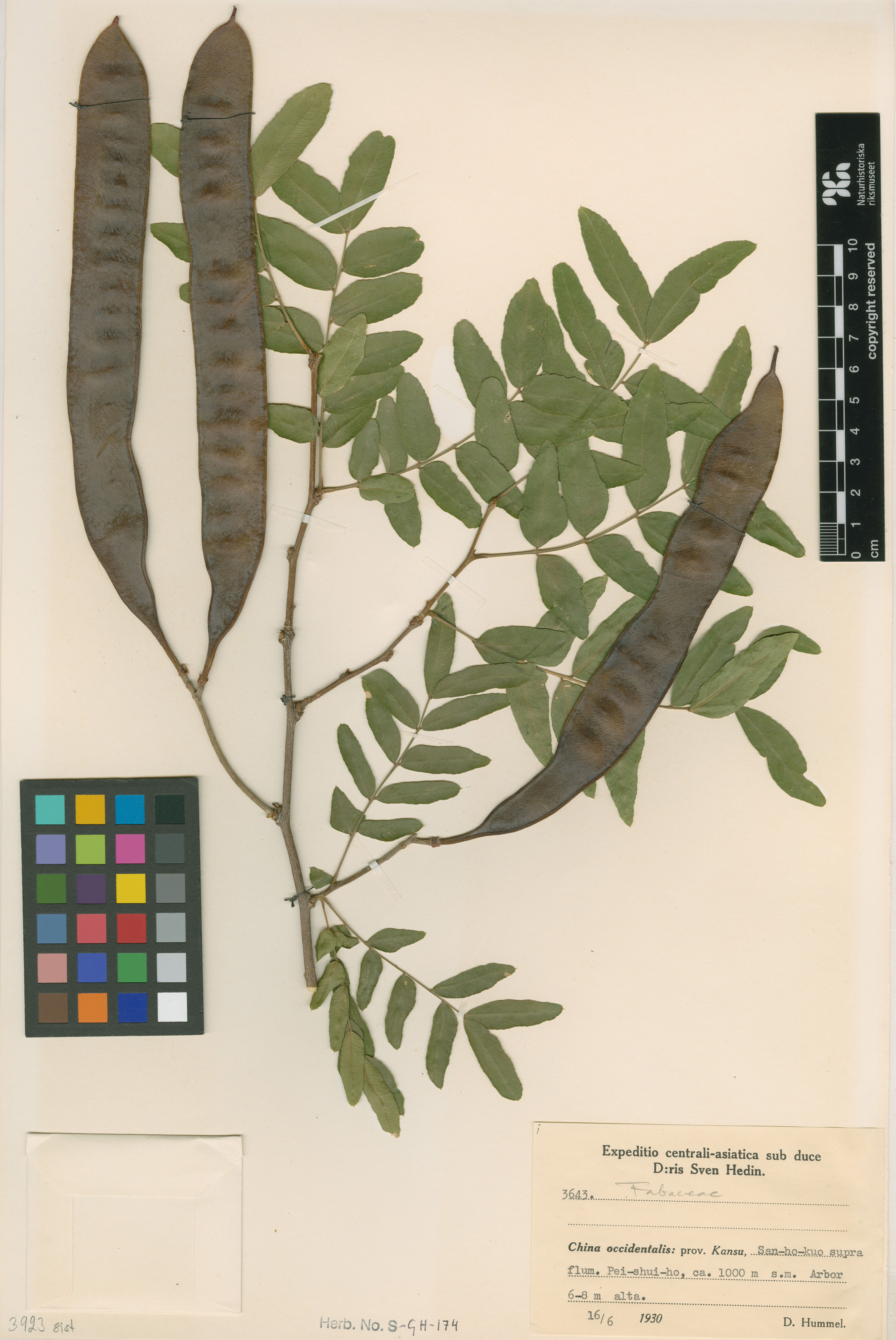 Gleditsia sinensis - 14