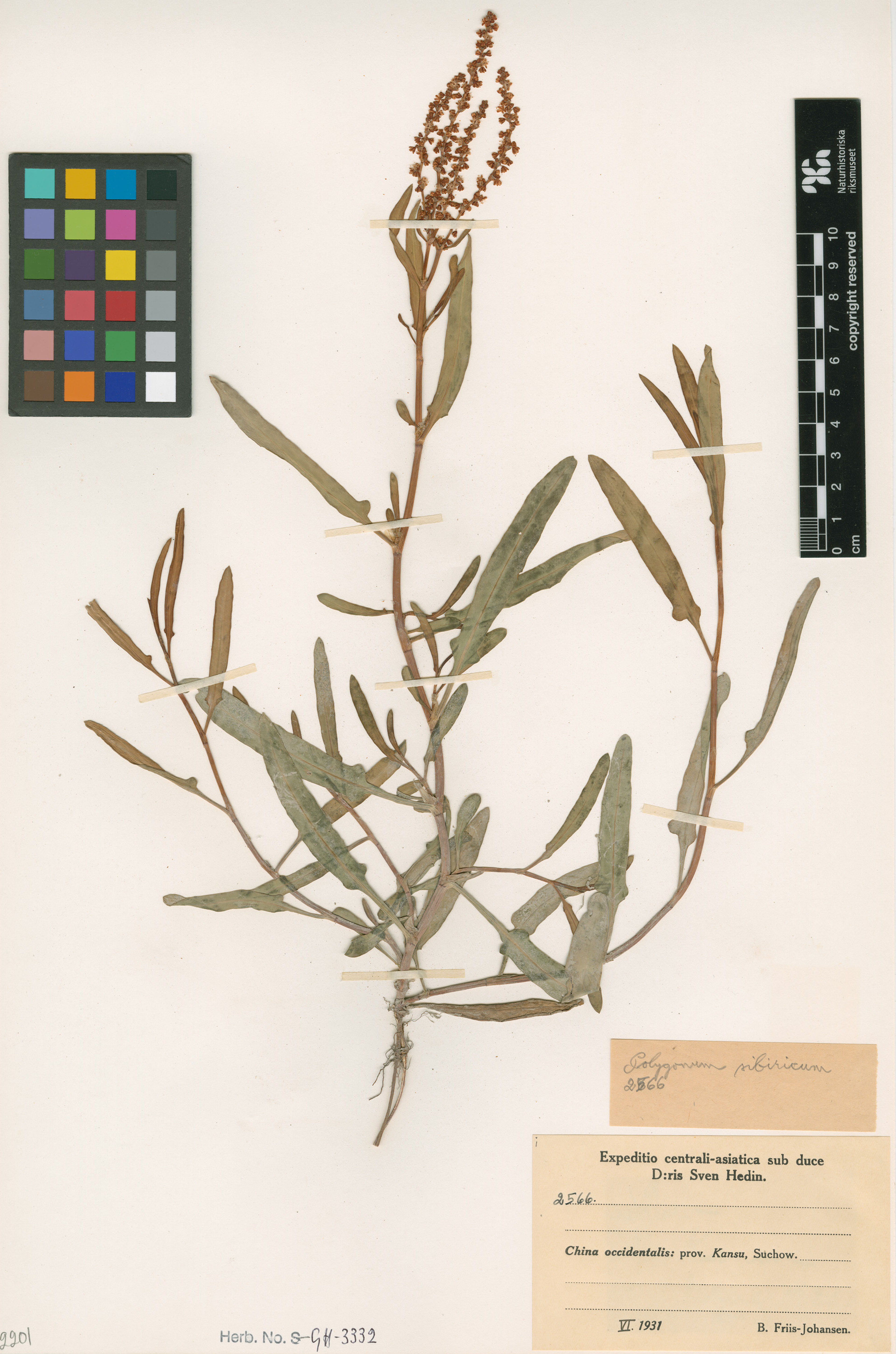 Polygonum sibiricum - 17