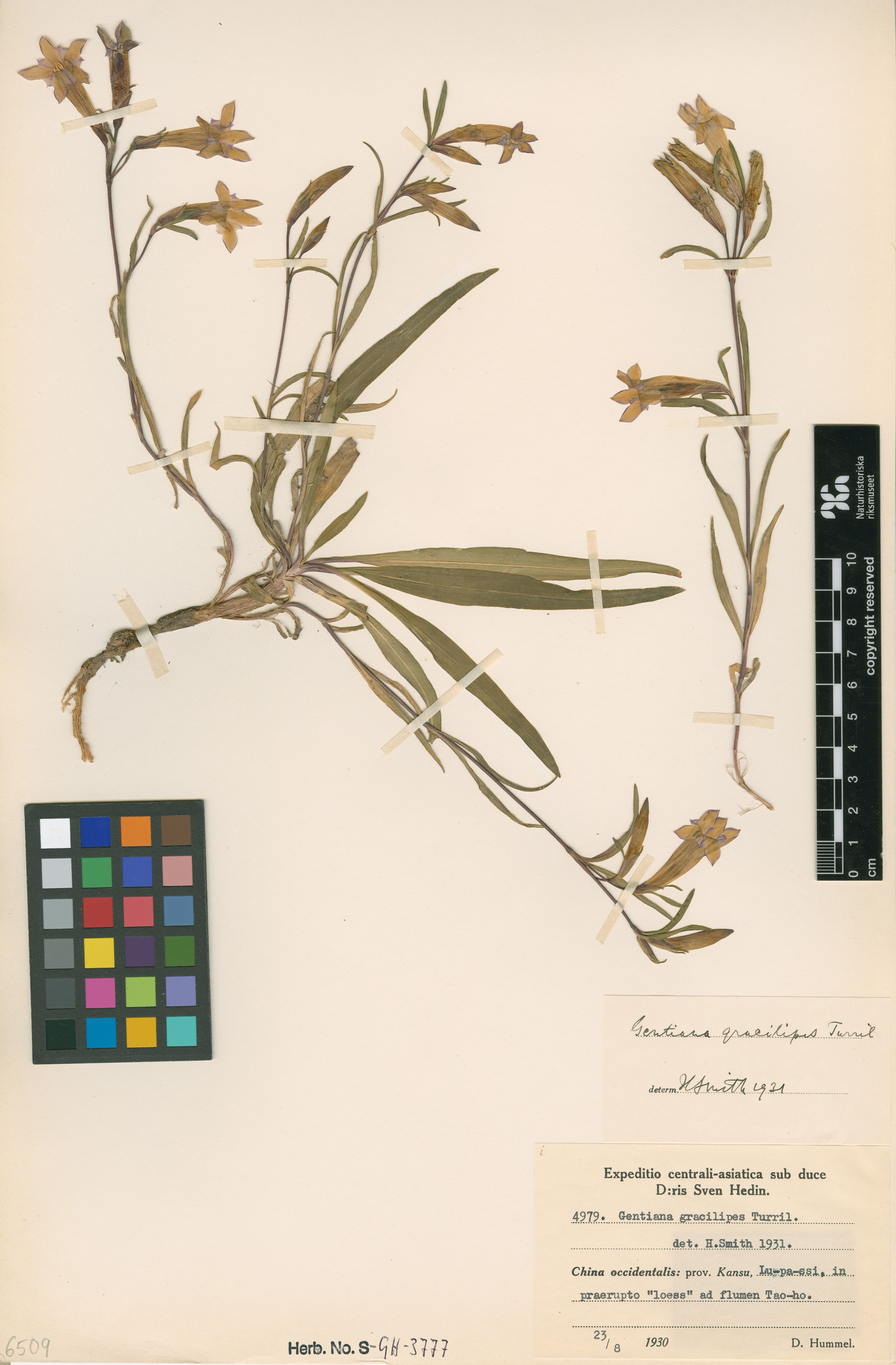 Gentiana dahurica - 65