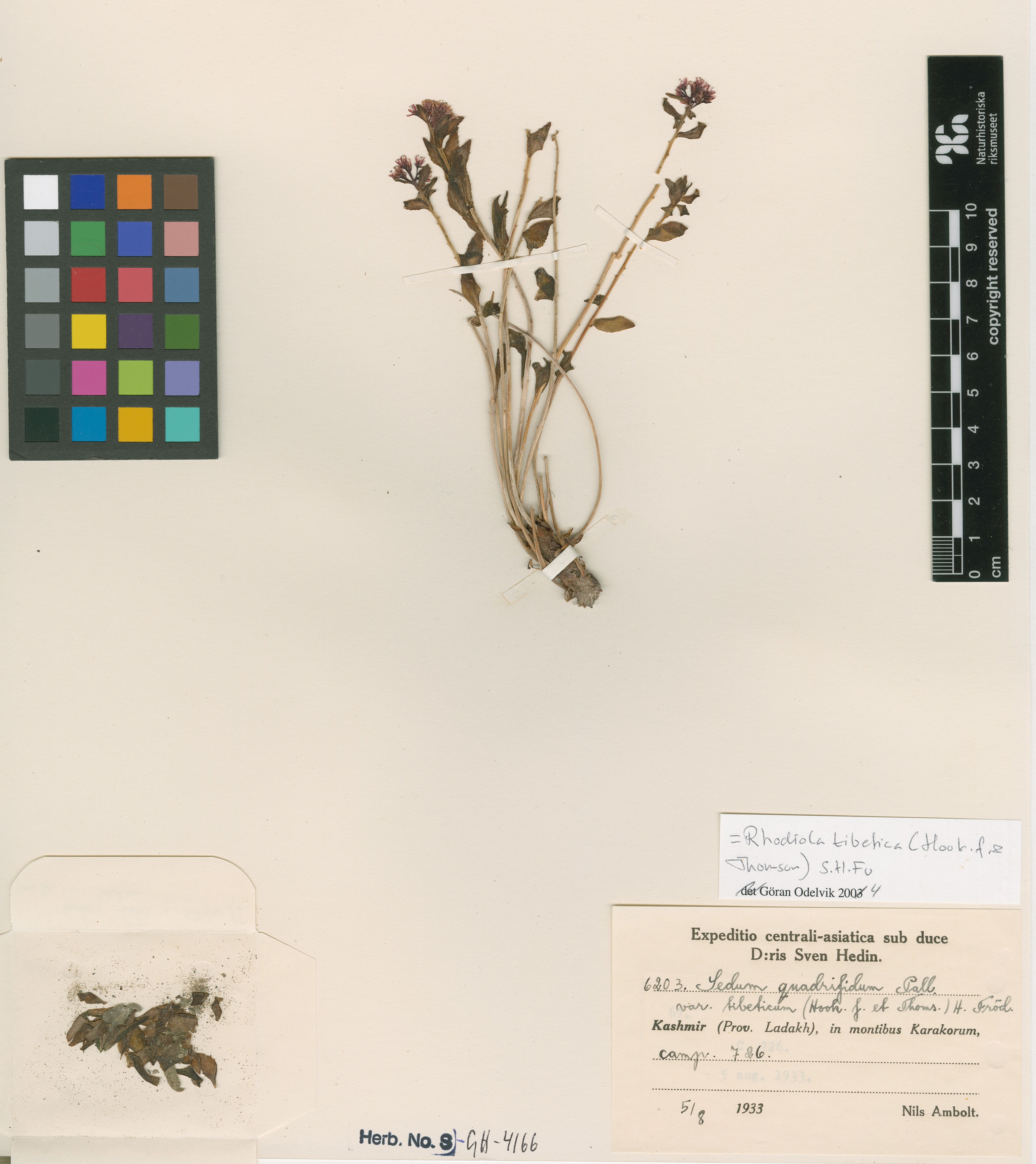 Rhodiola tibetica - 21