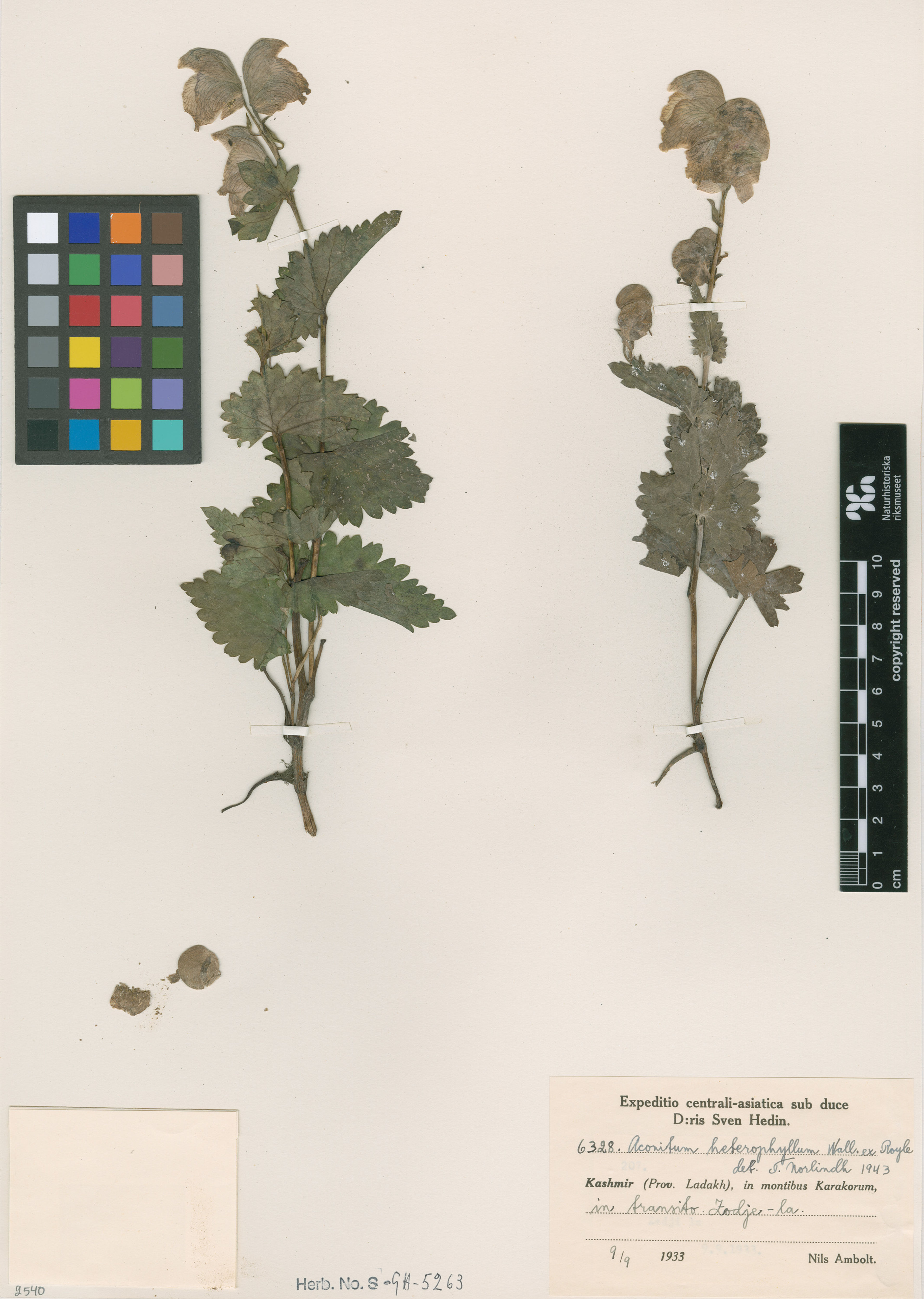 Aconitum heterophyllum - 5