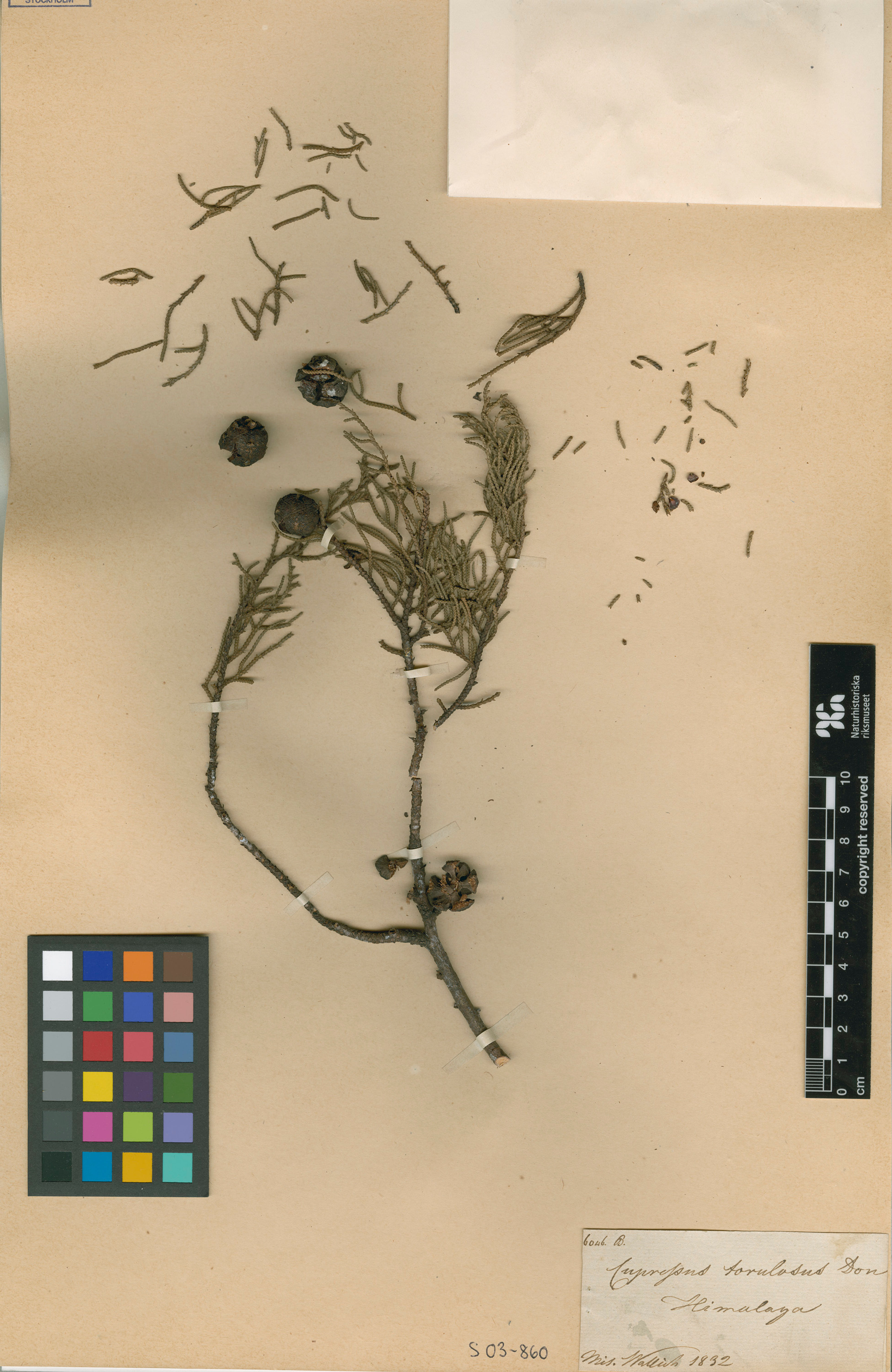 Cupressus torulosa - 11