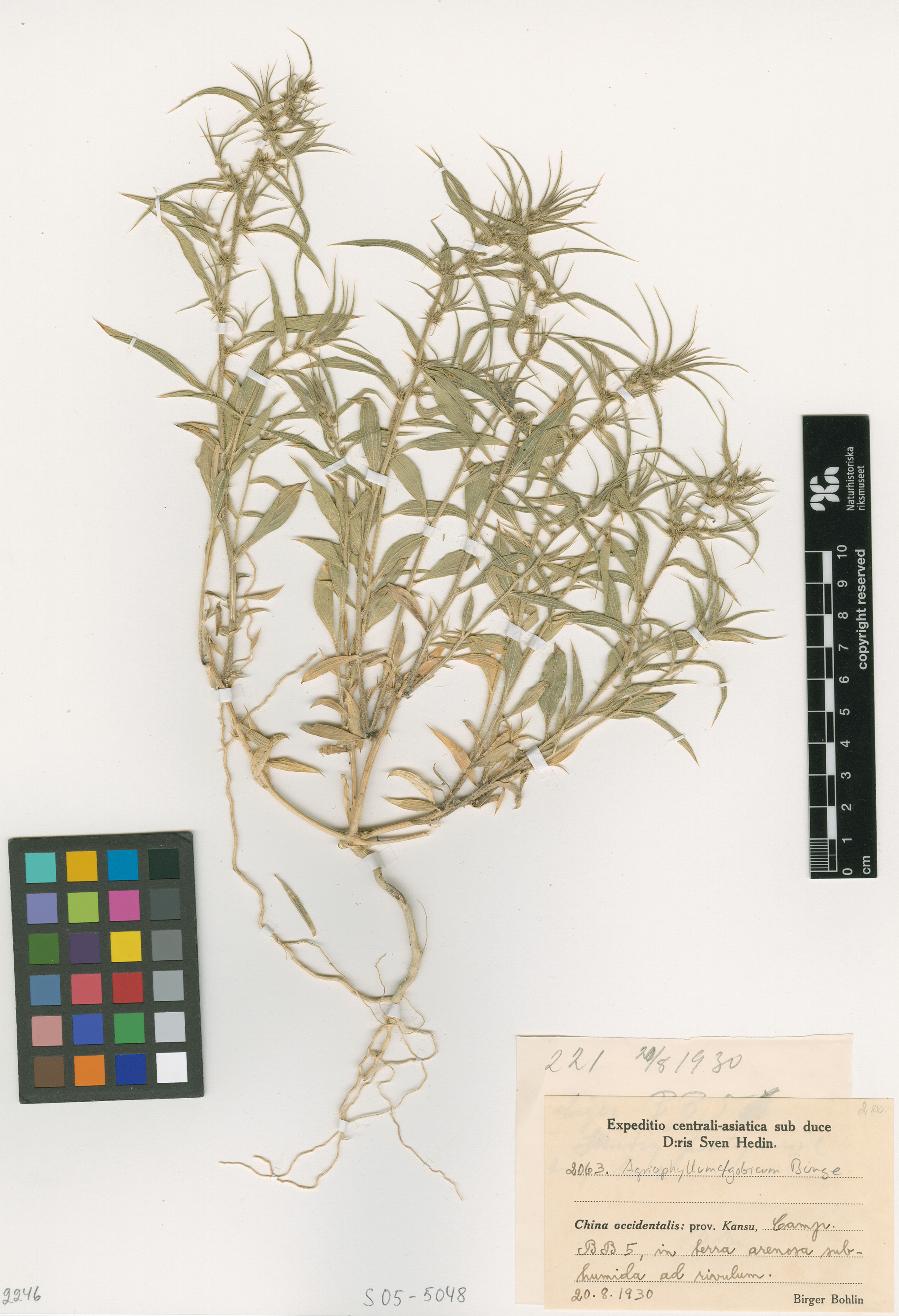 Agriophyllum squarrosum - 12
