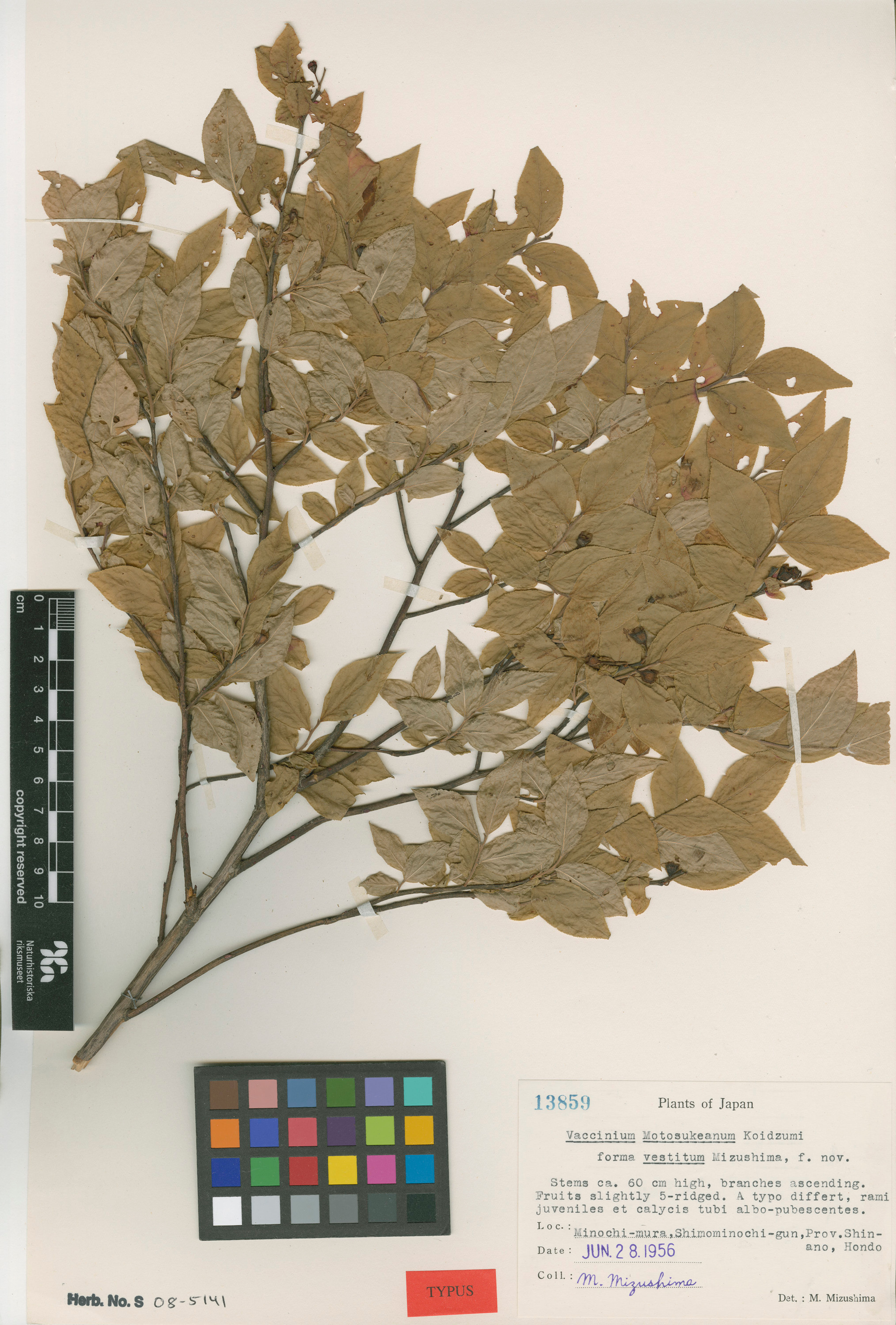 Vaccinium hirtum - 69