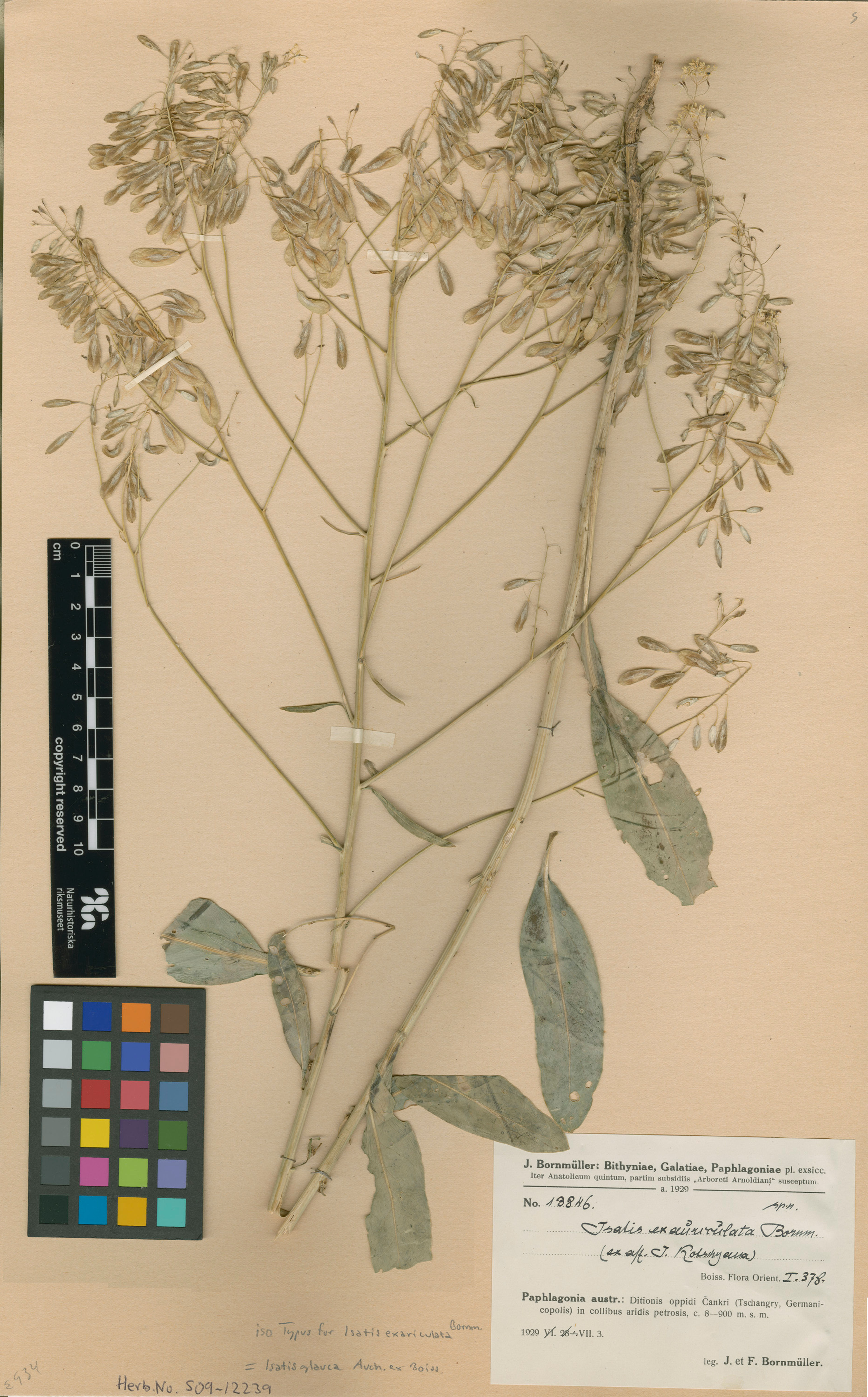 Isatis glauca - 11