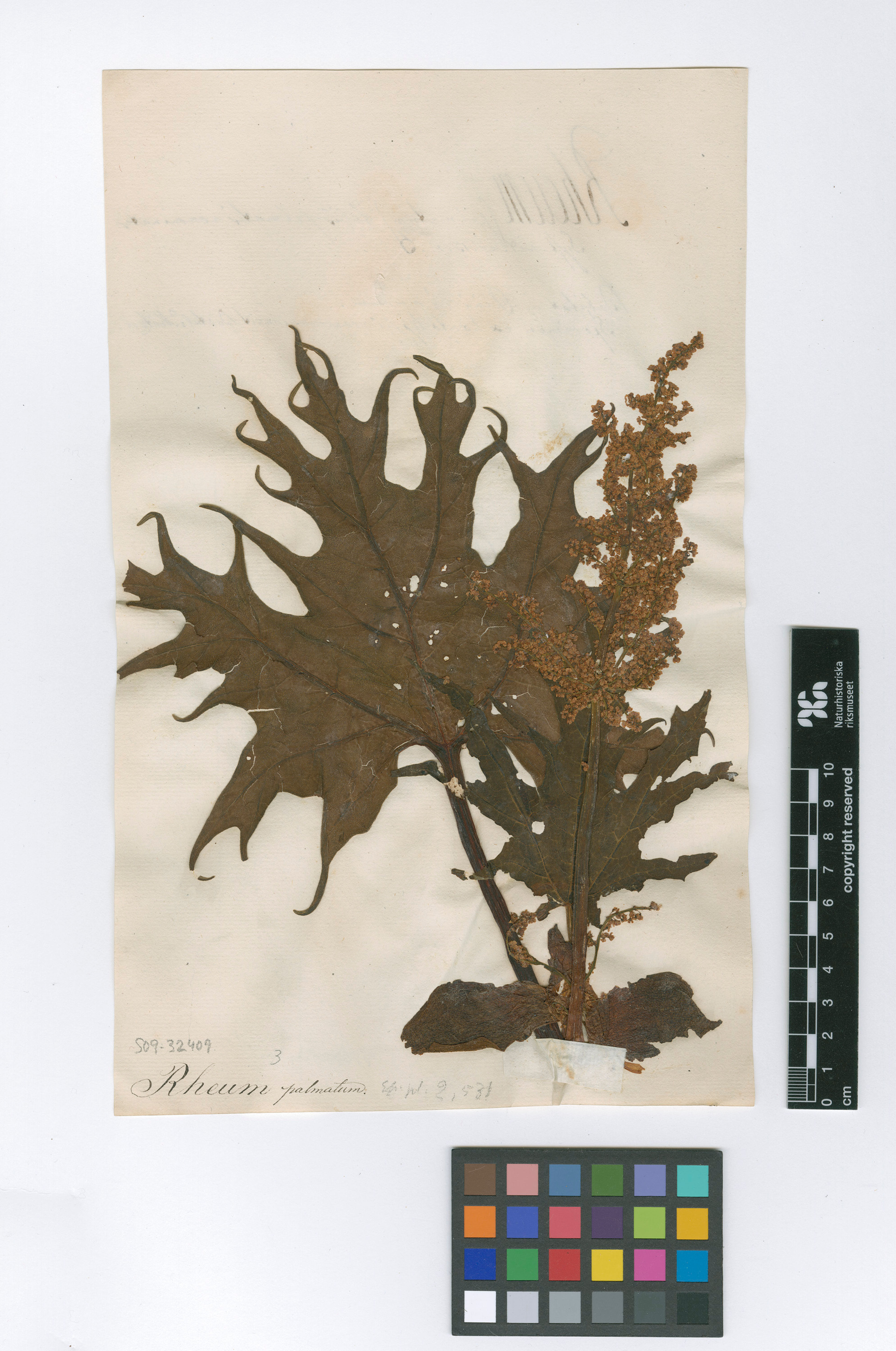 Rheum palmatum - 275