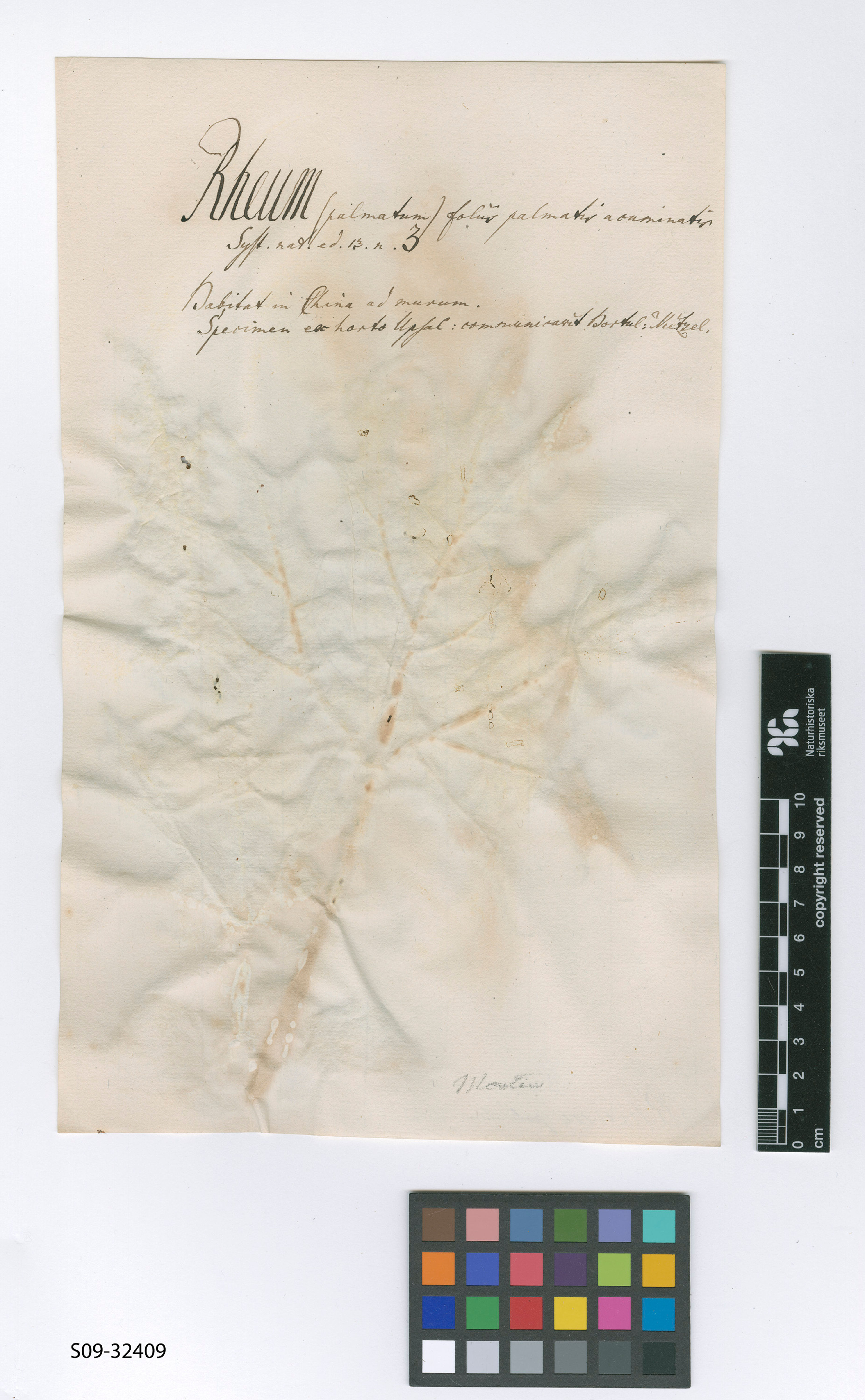 Rheum palmatum - 188