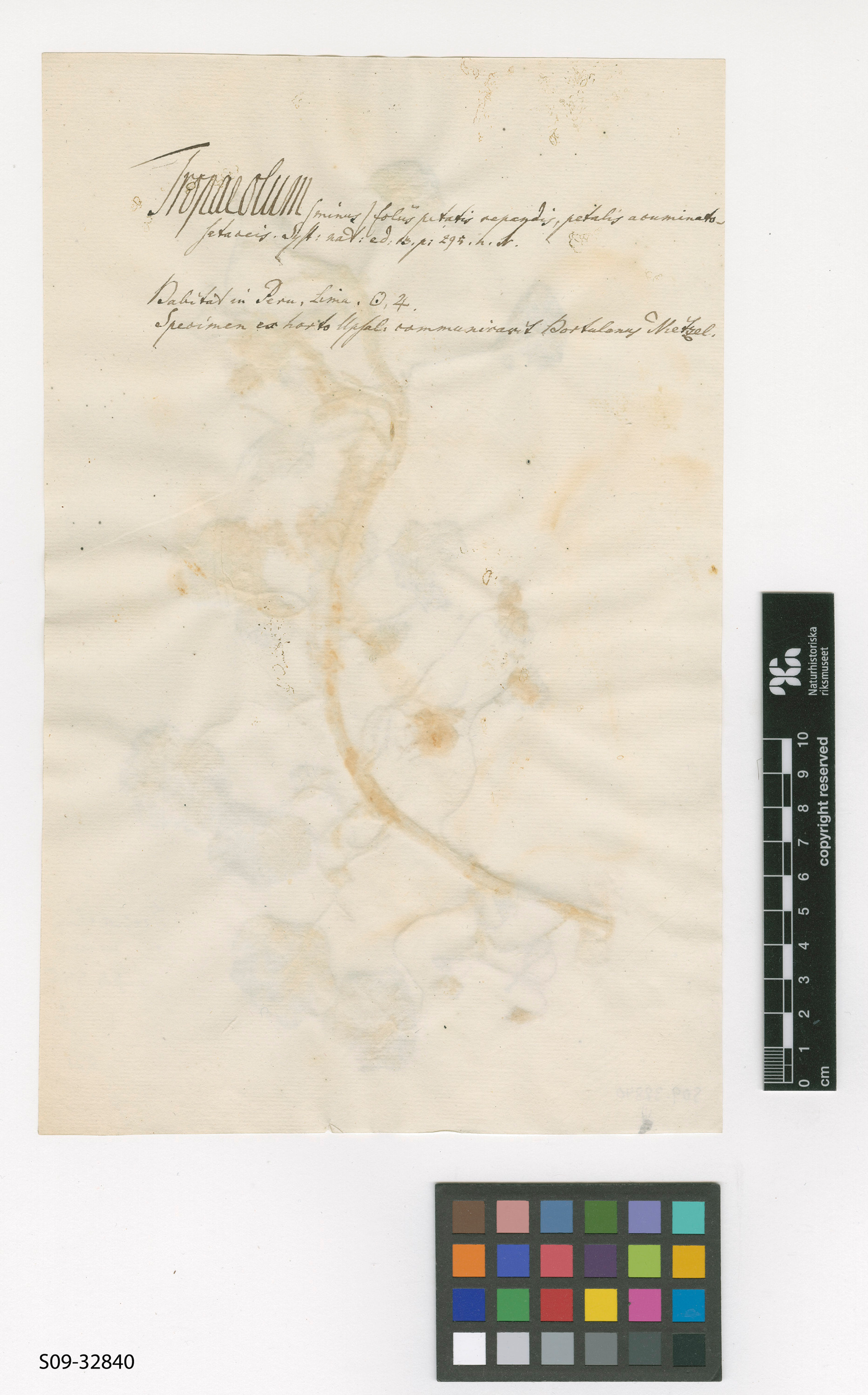 Tropaeolum minus - 29