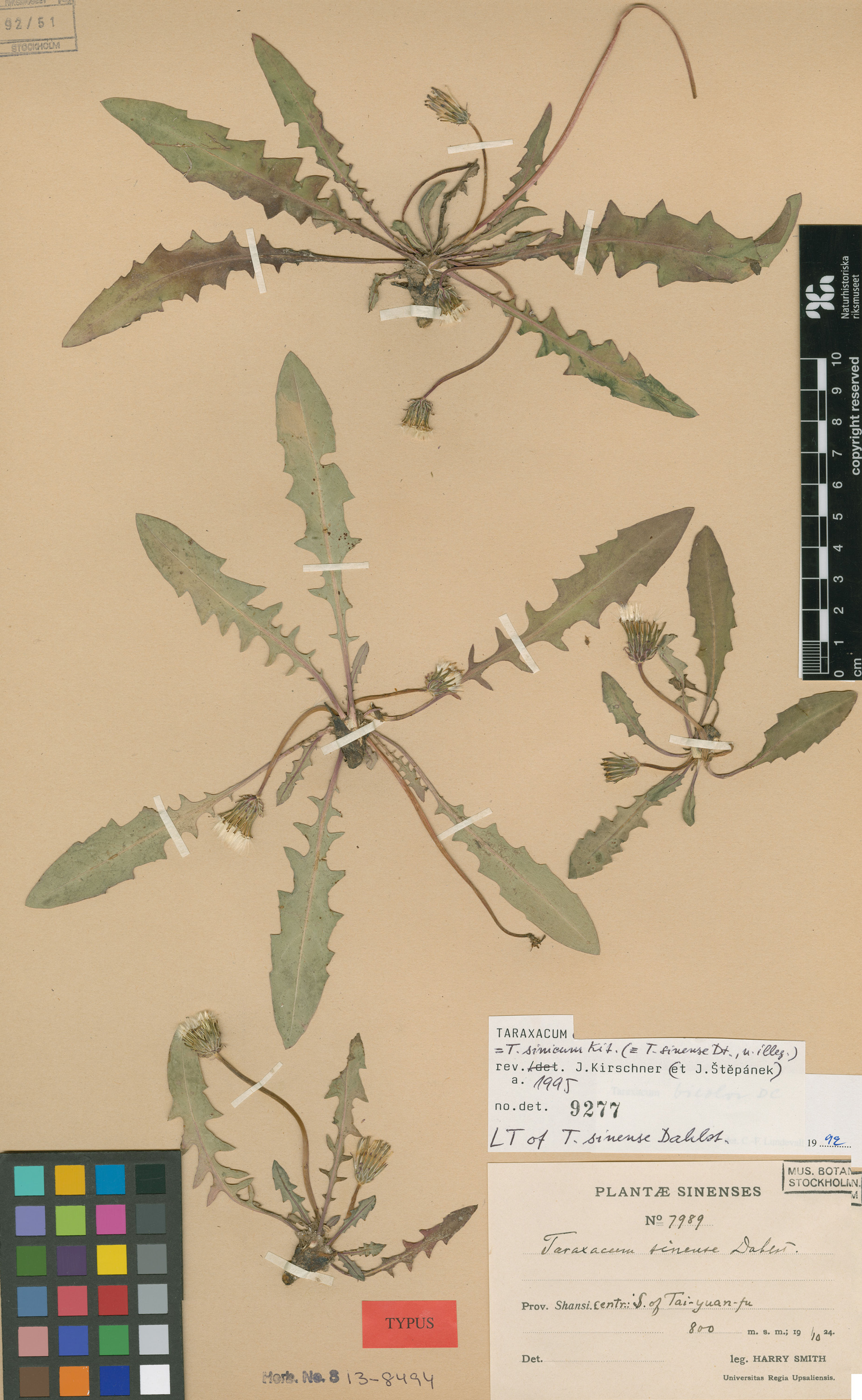 Taraxacum sinicum - 10