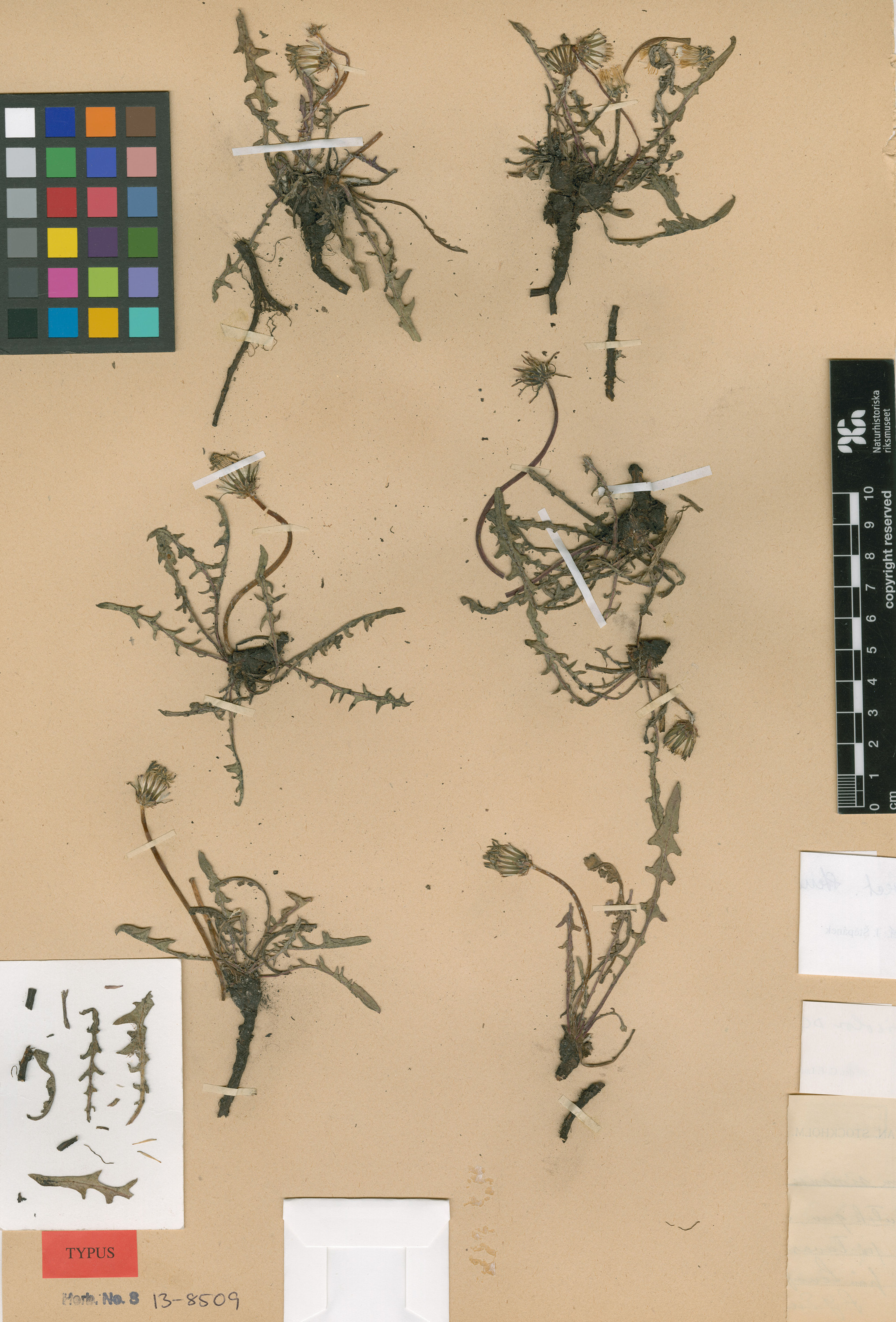 Taraxacum sinicum - 30