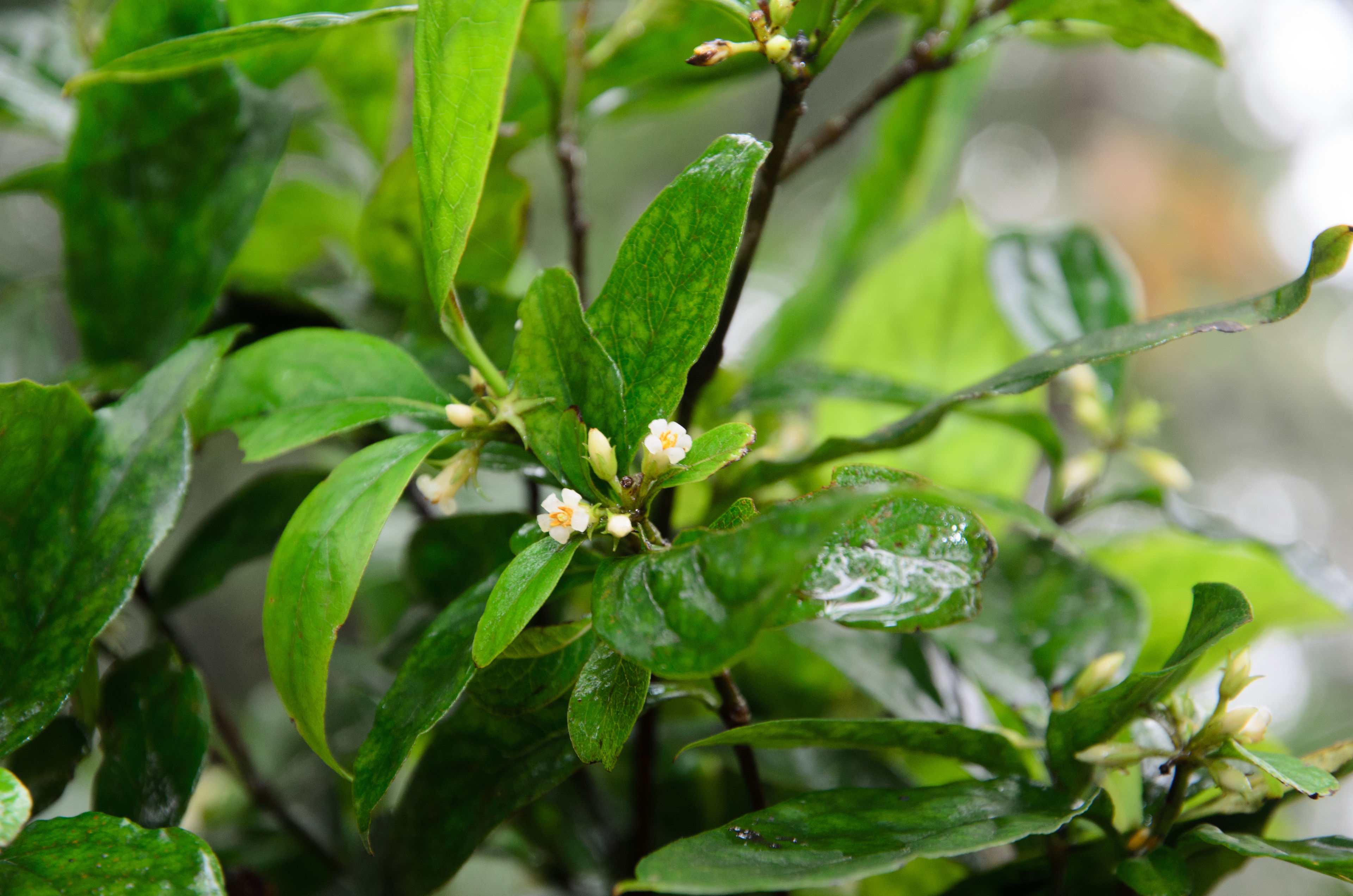 Pittosporum balansae - 46